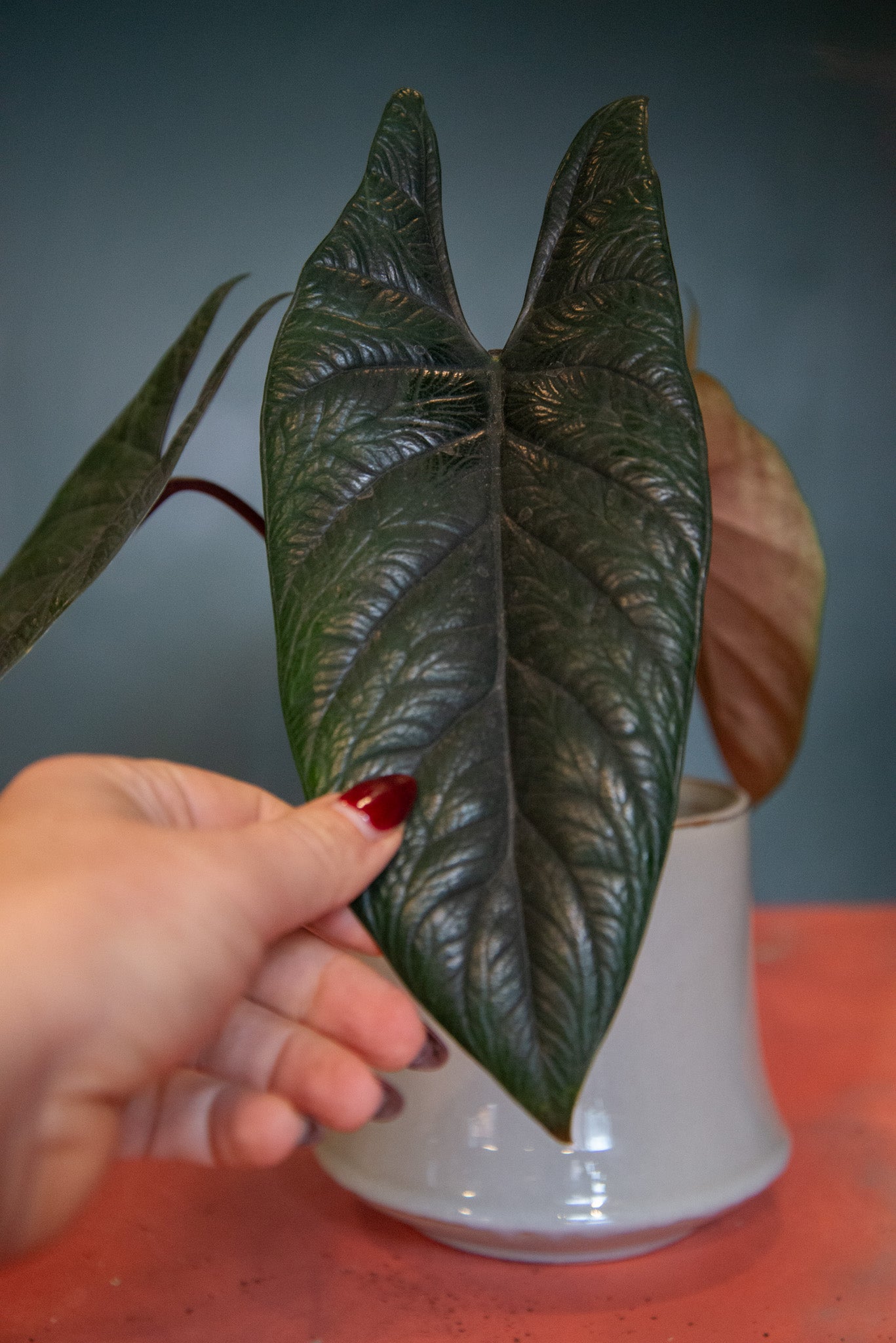 Alocasia Scalprum – PLNTR