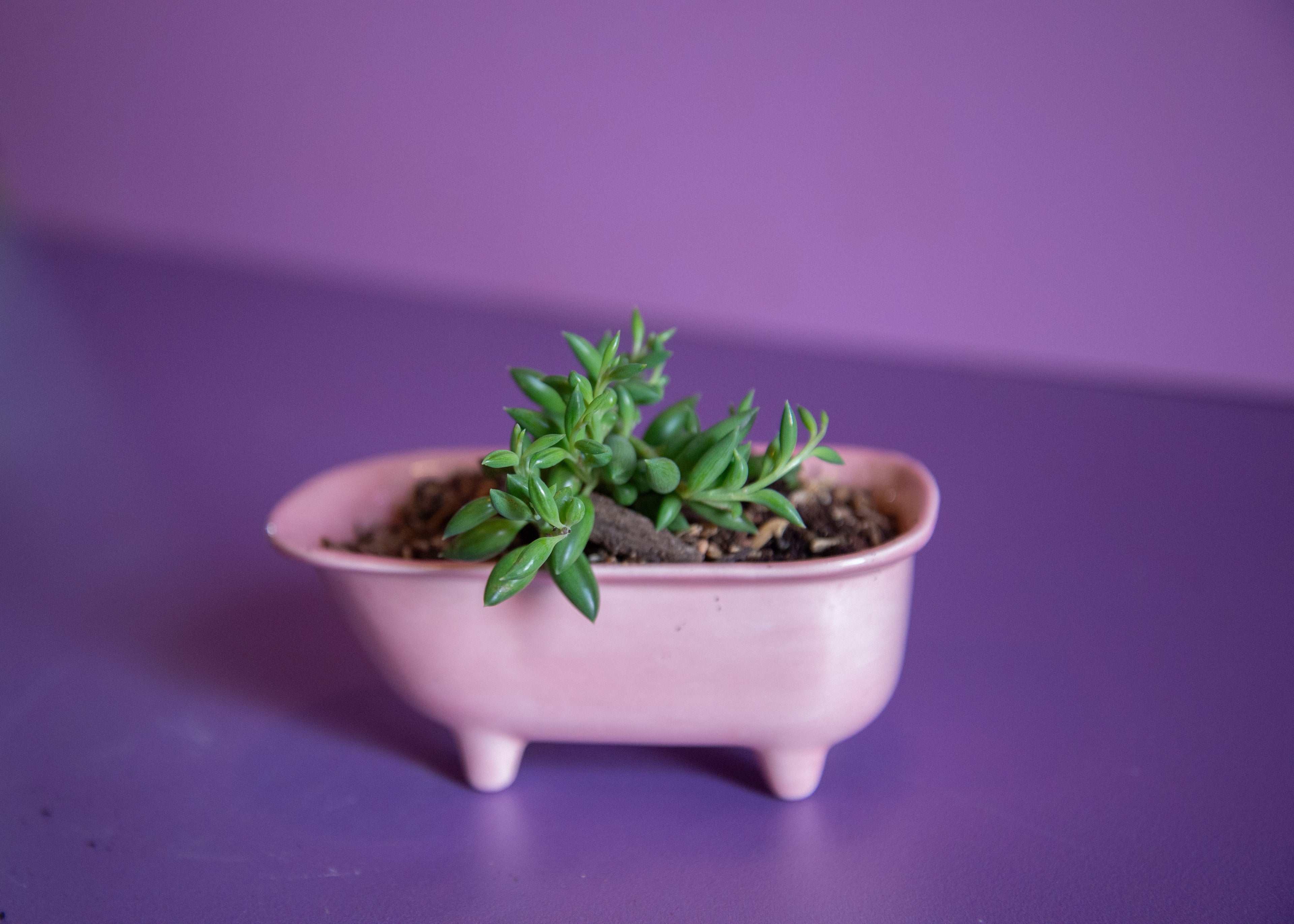 Planters and Terrariums