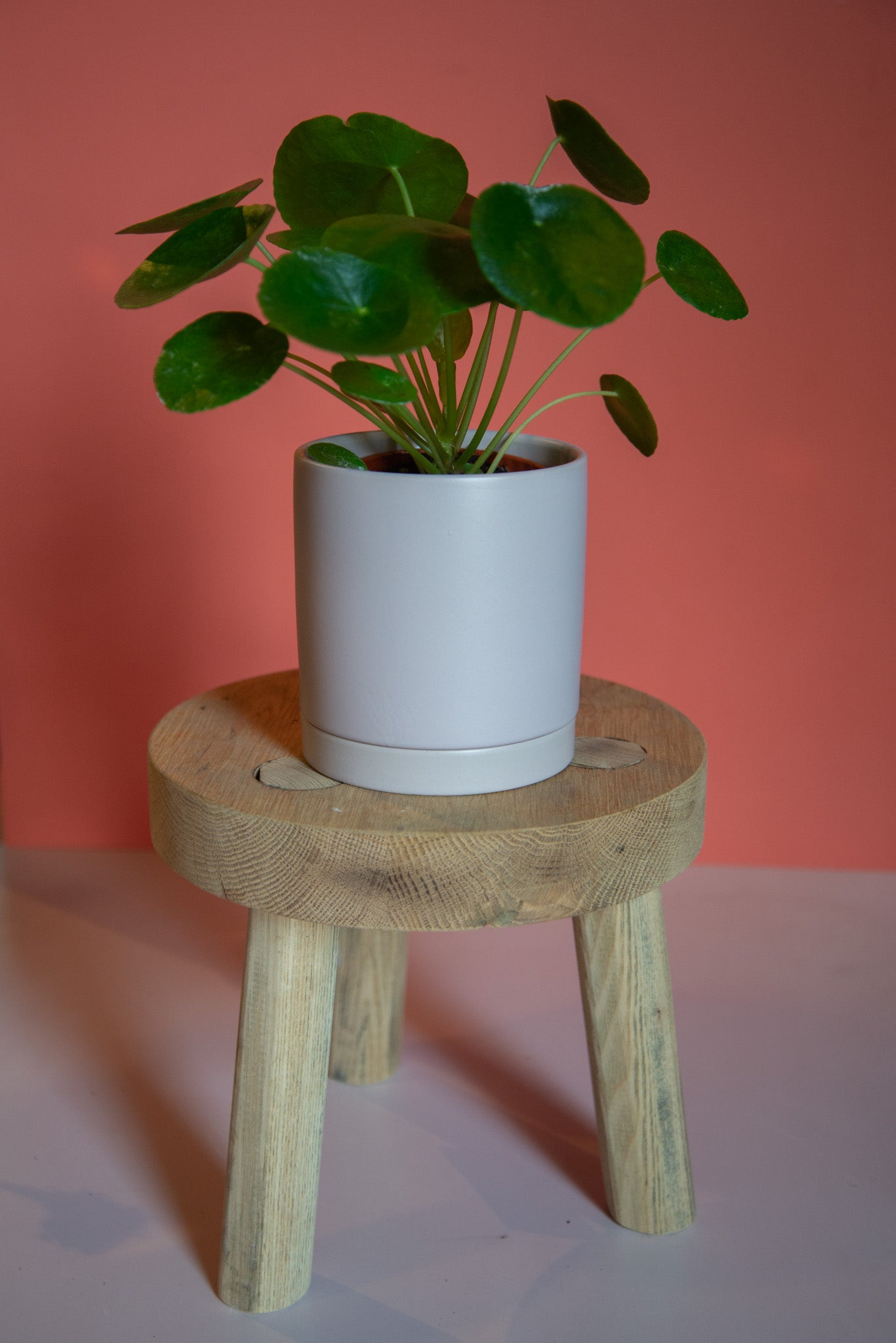 Pilea