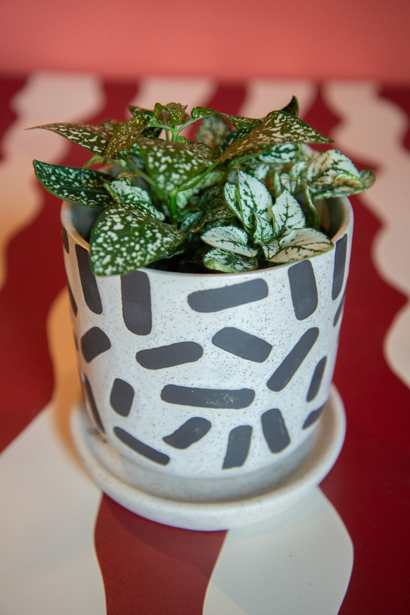 4" Fittonia "Nerve Plant"