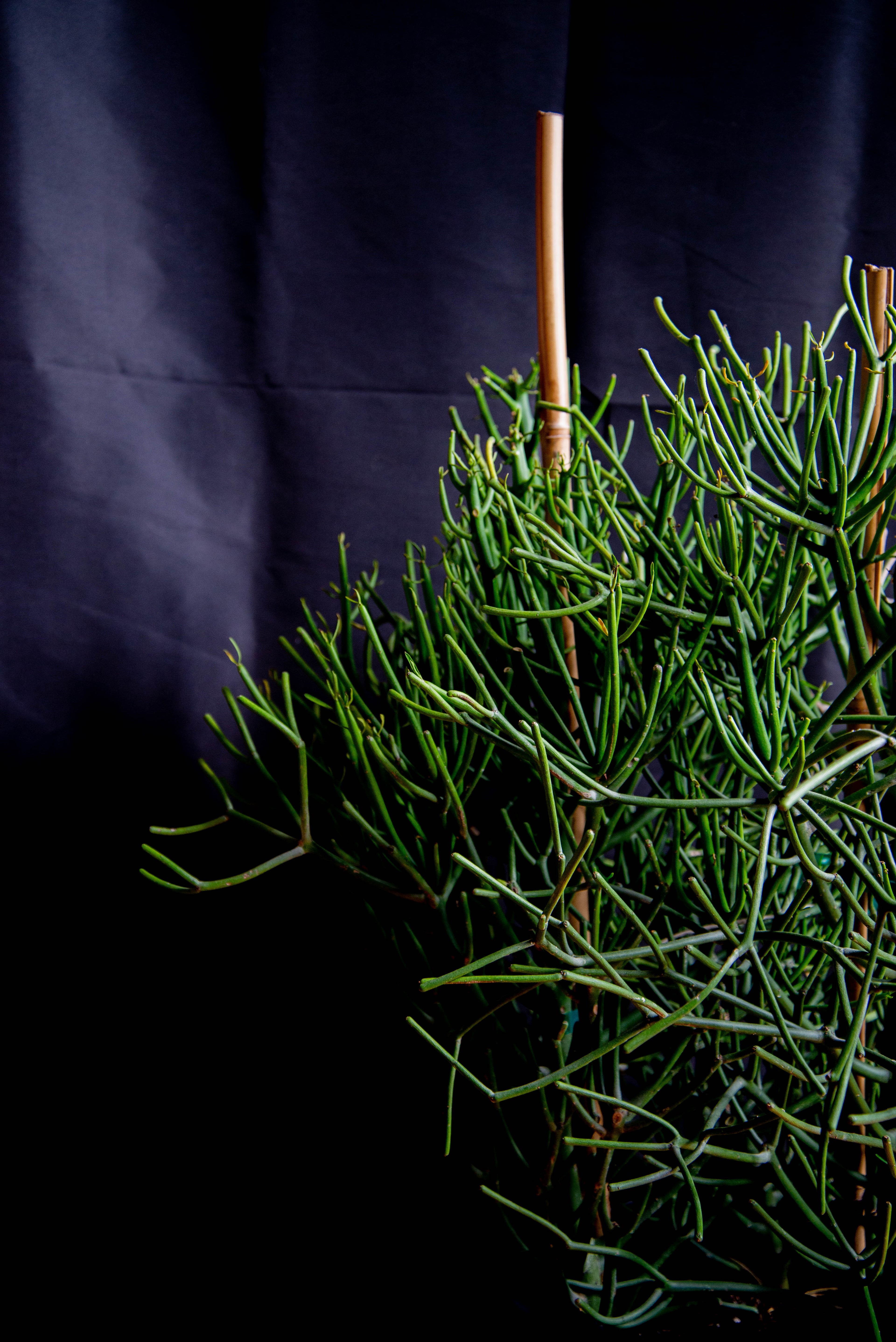 Euphorbia Pencil Cactus