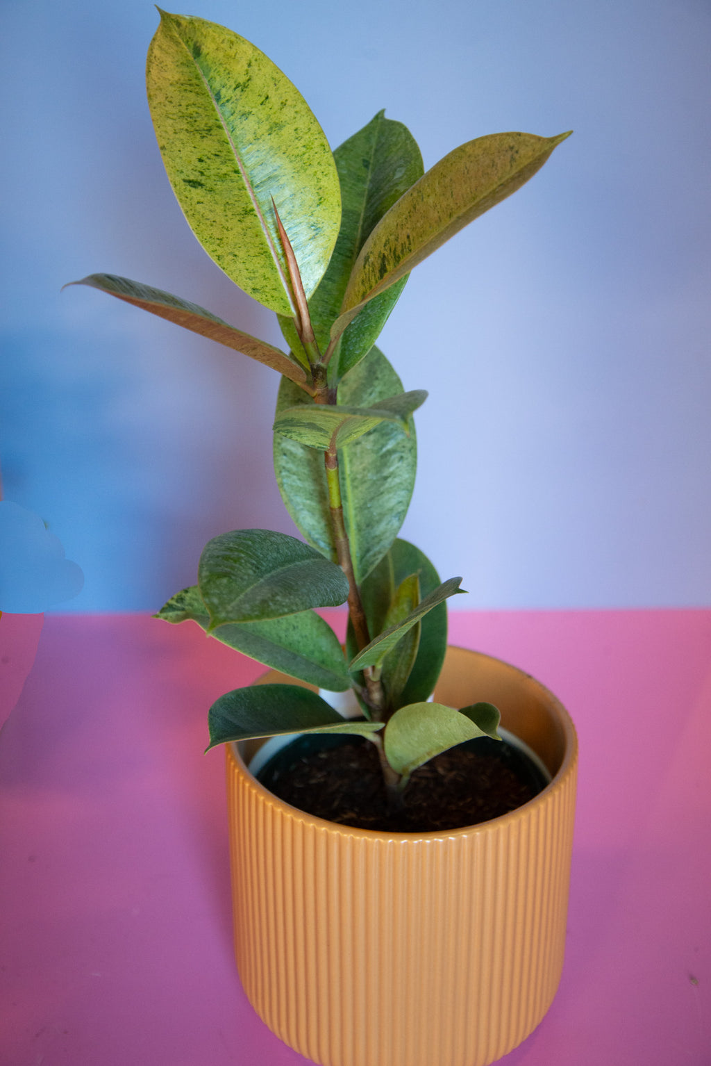 Ficus Shivereana