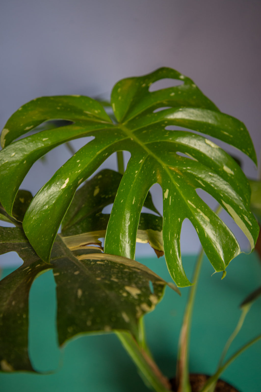 Monstera Thai Constellation