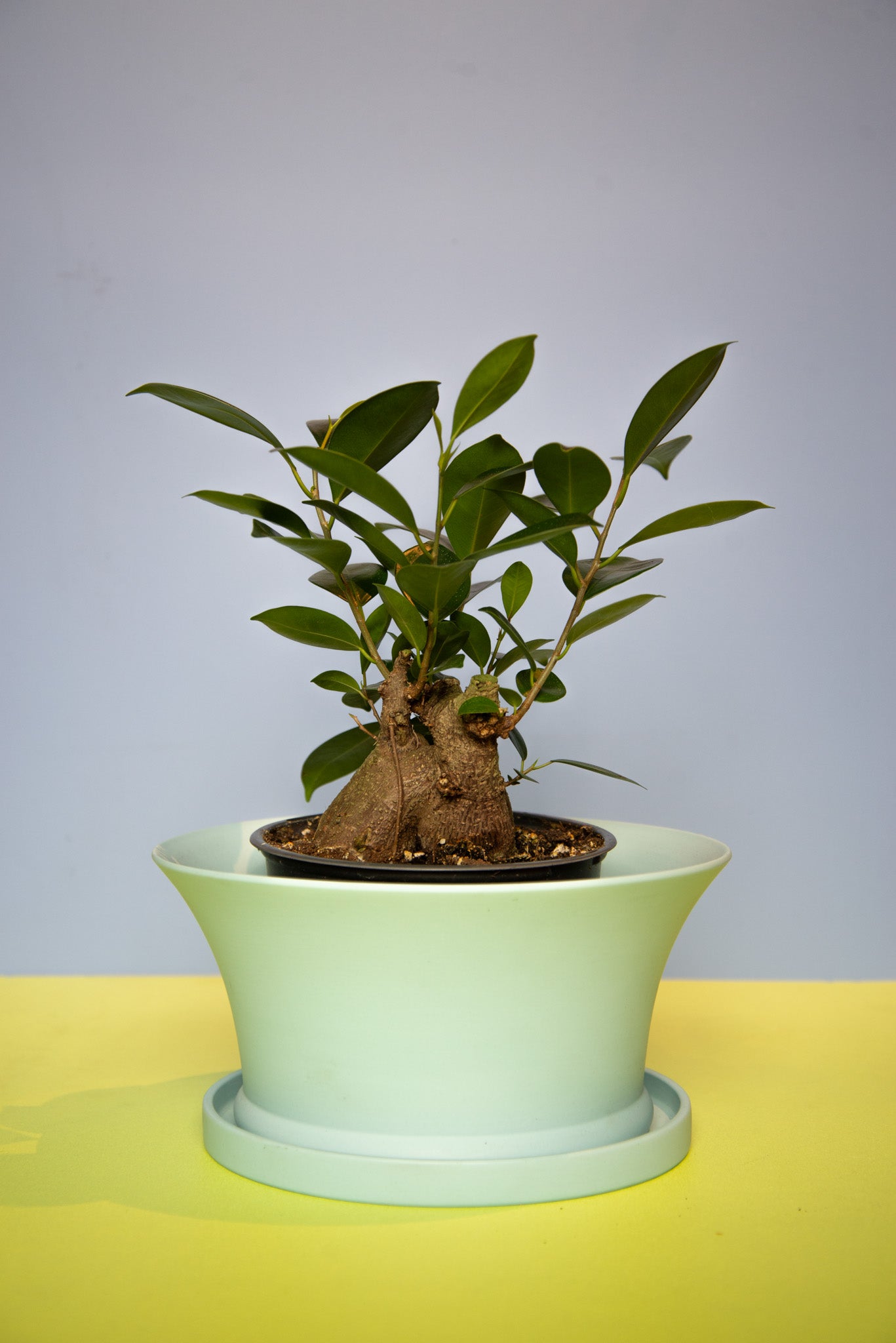 Ficus Ginseng