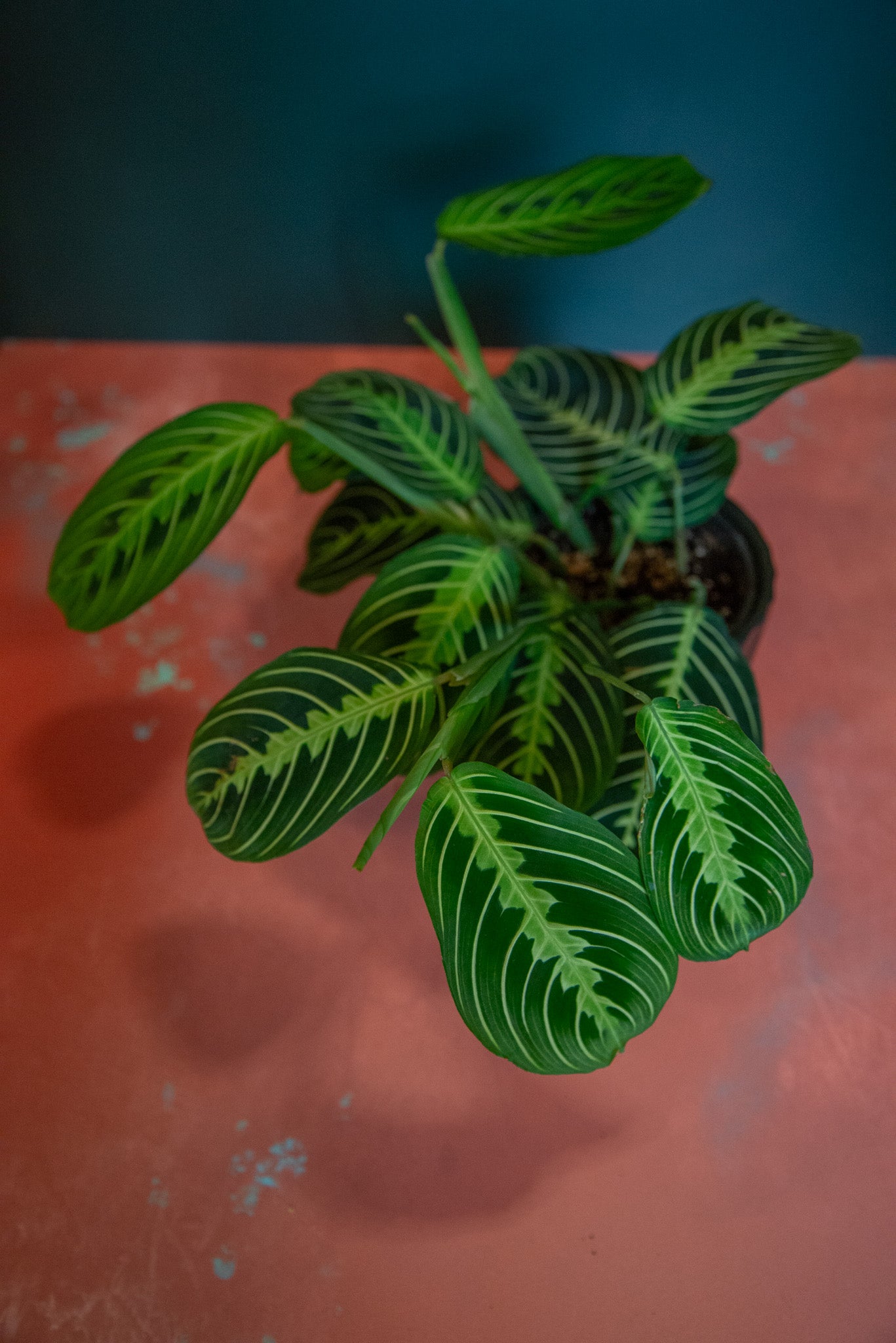 Maranta