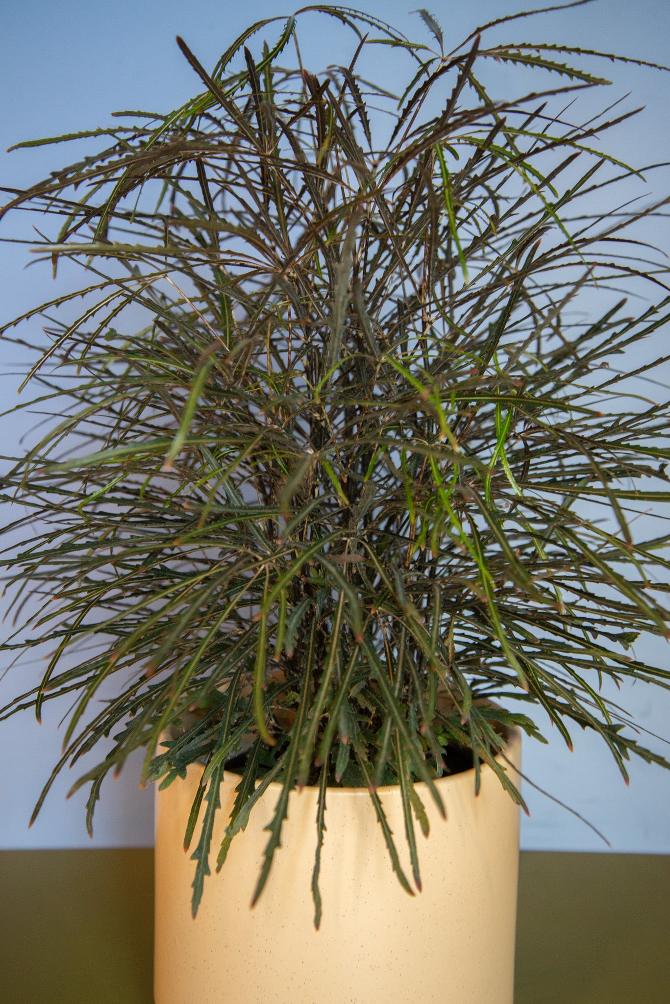 6" False Aralia