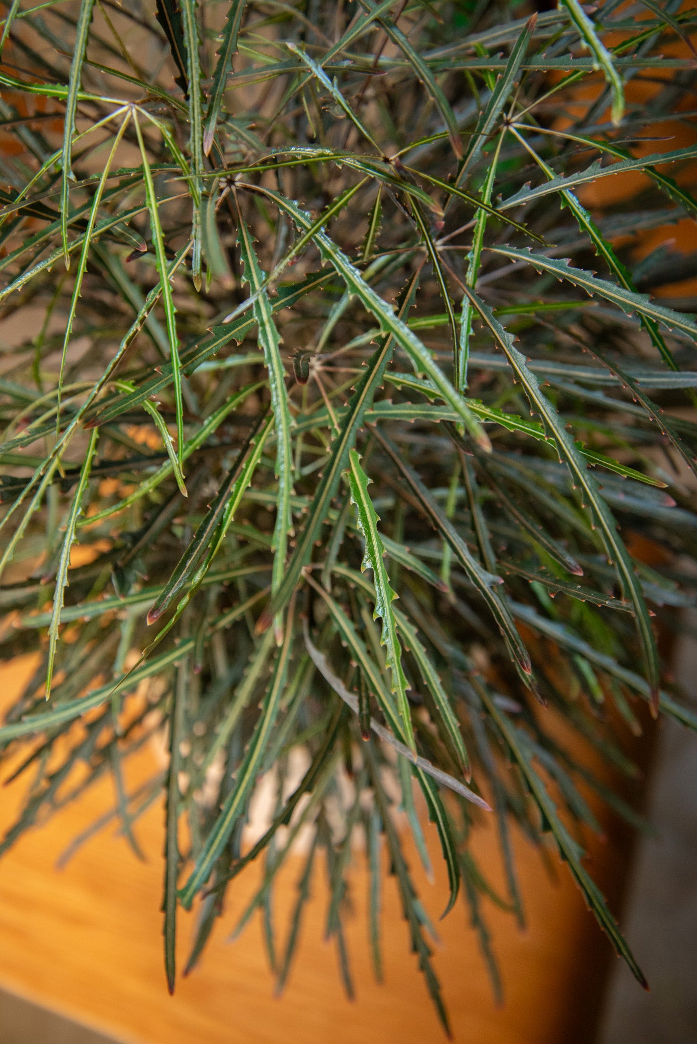 6" False Aralia