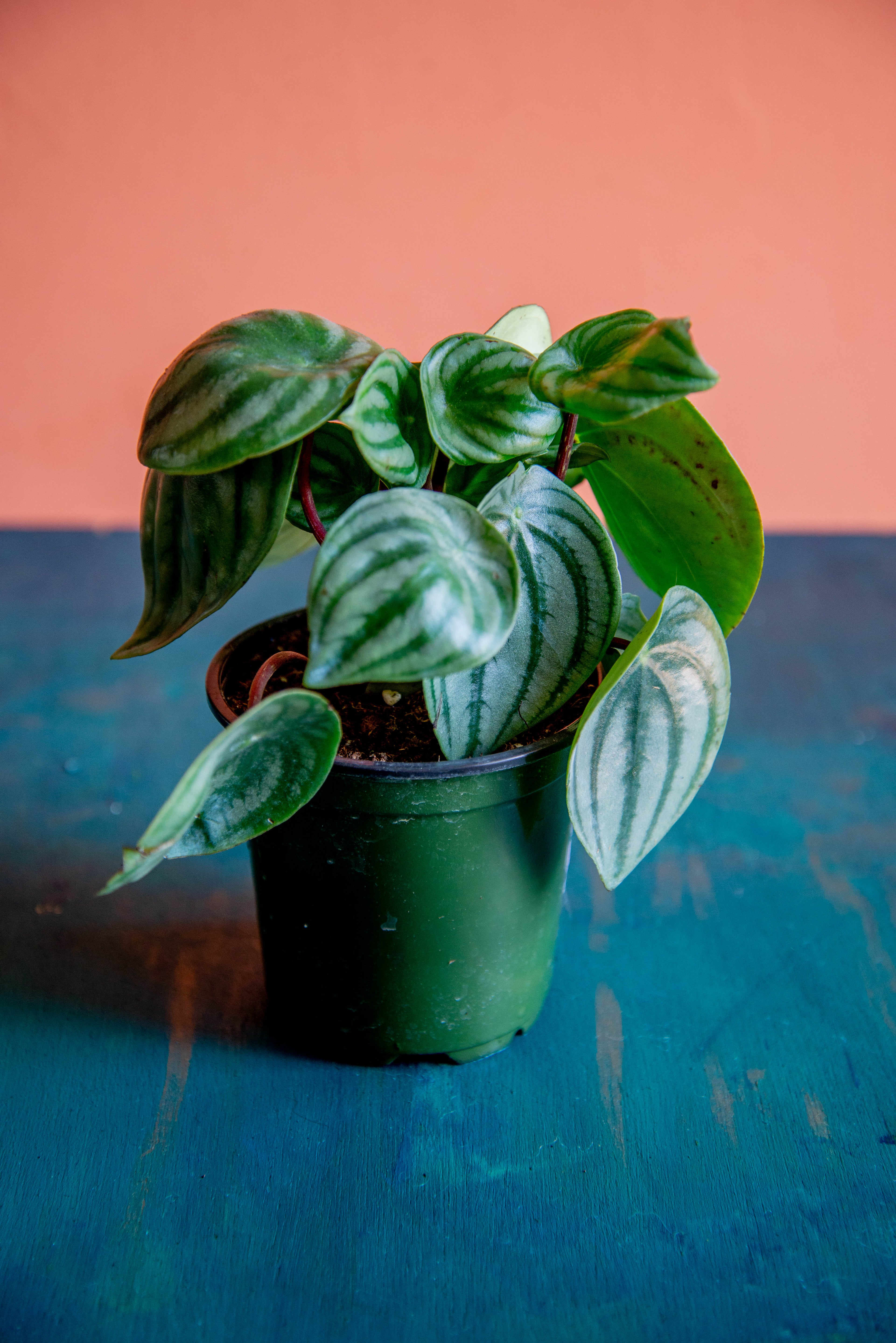 Peperomia