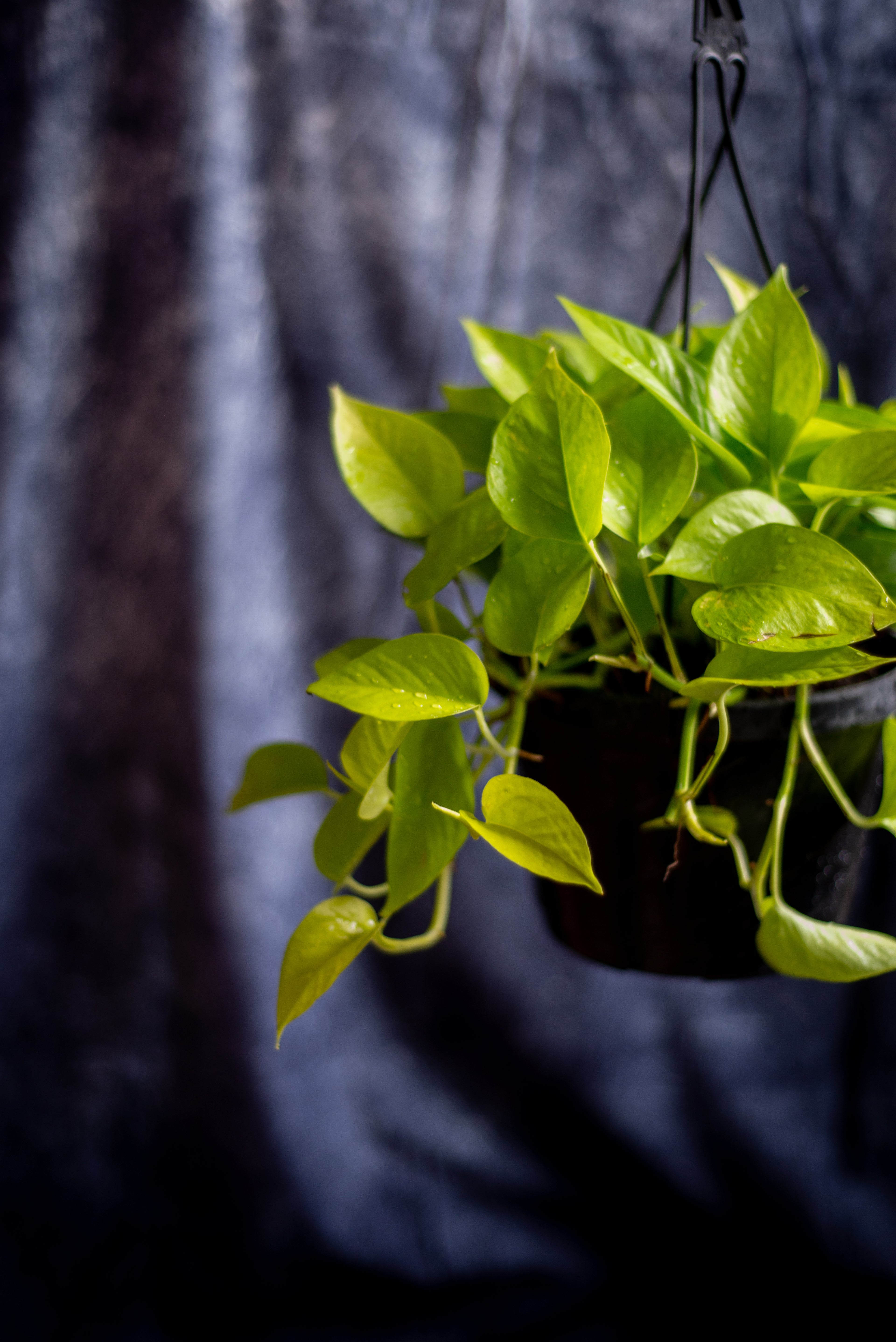 Philodendron Lemon Lime