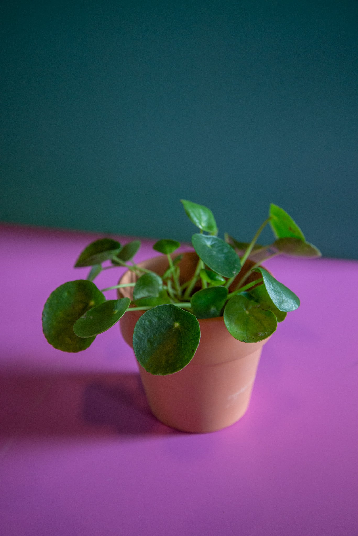 Pilea