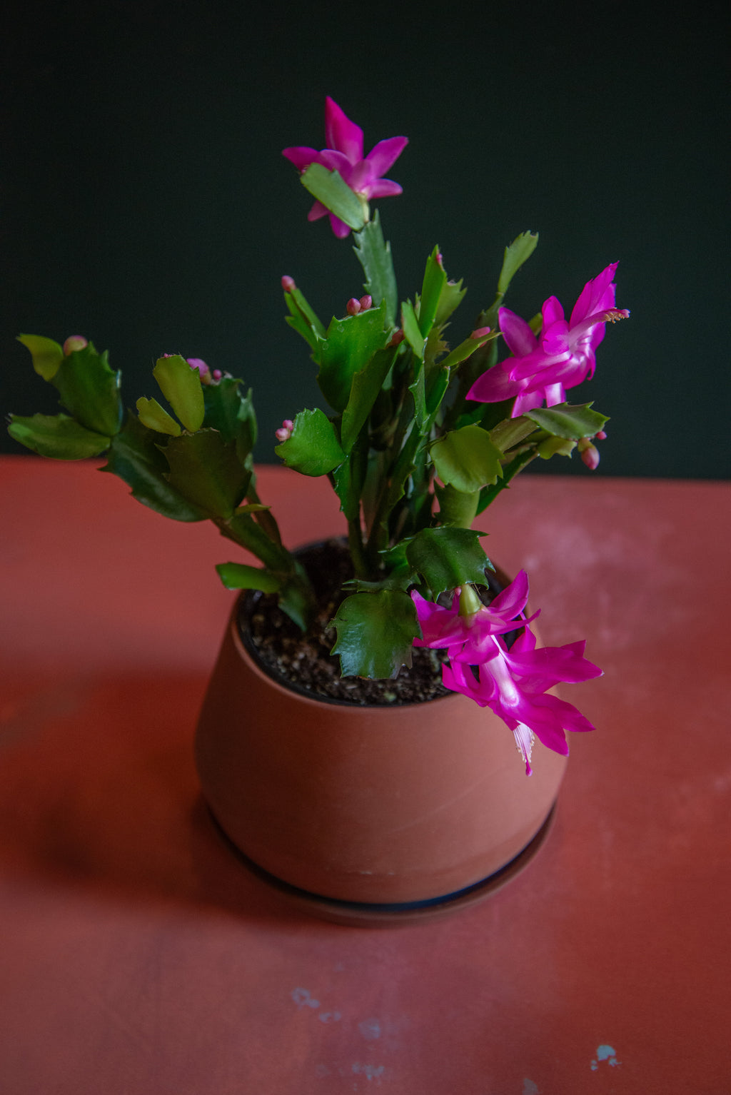 Christmas Cactus