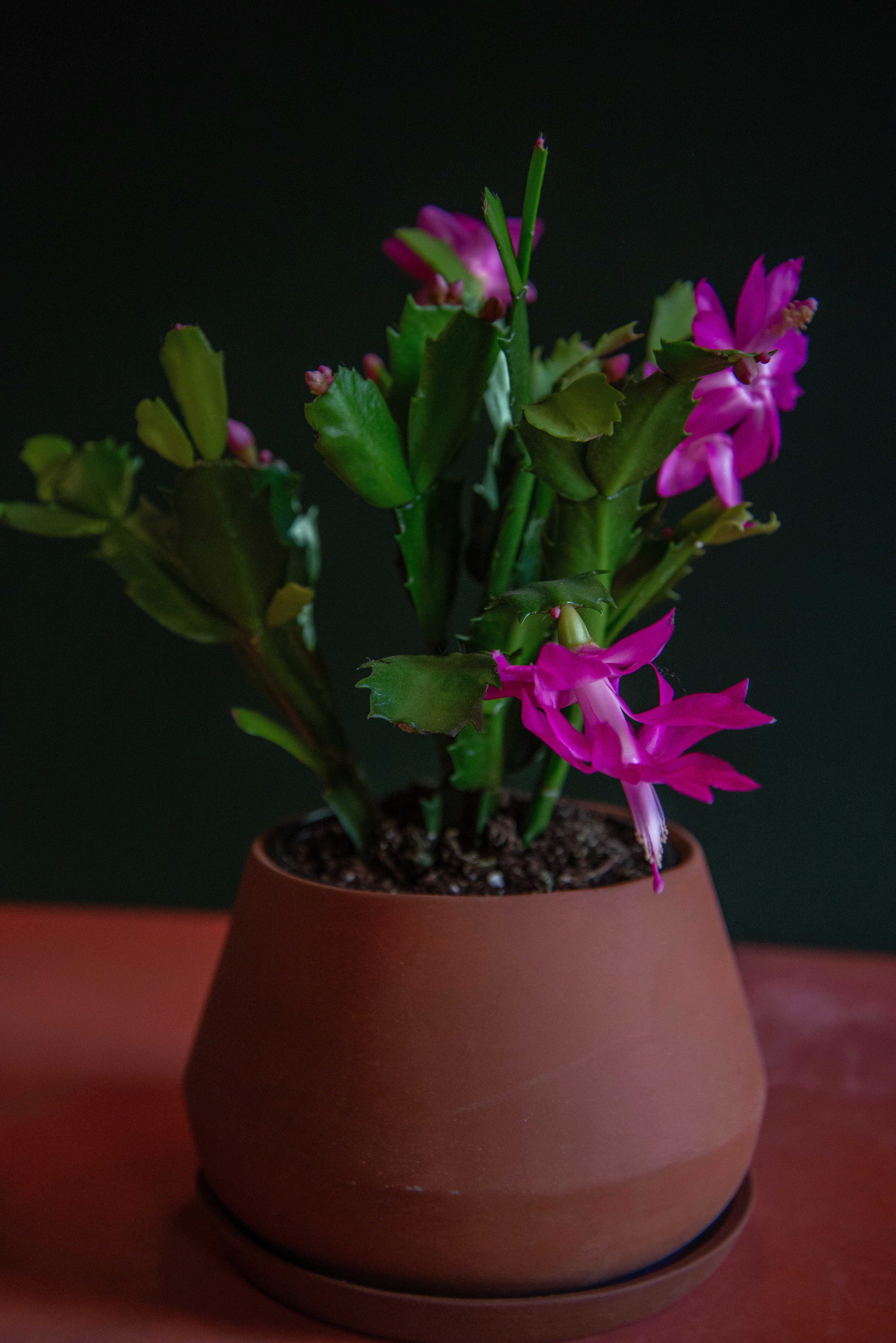 Christmas Cactus