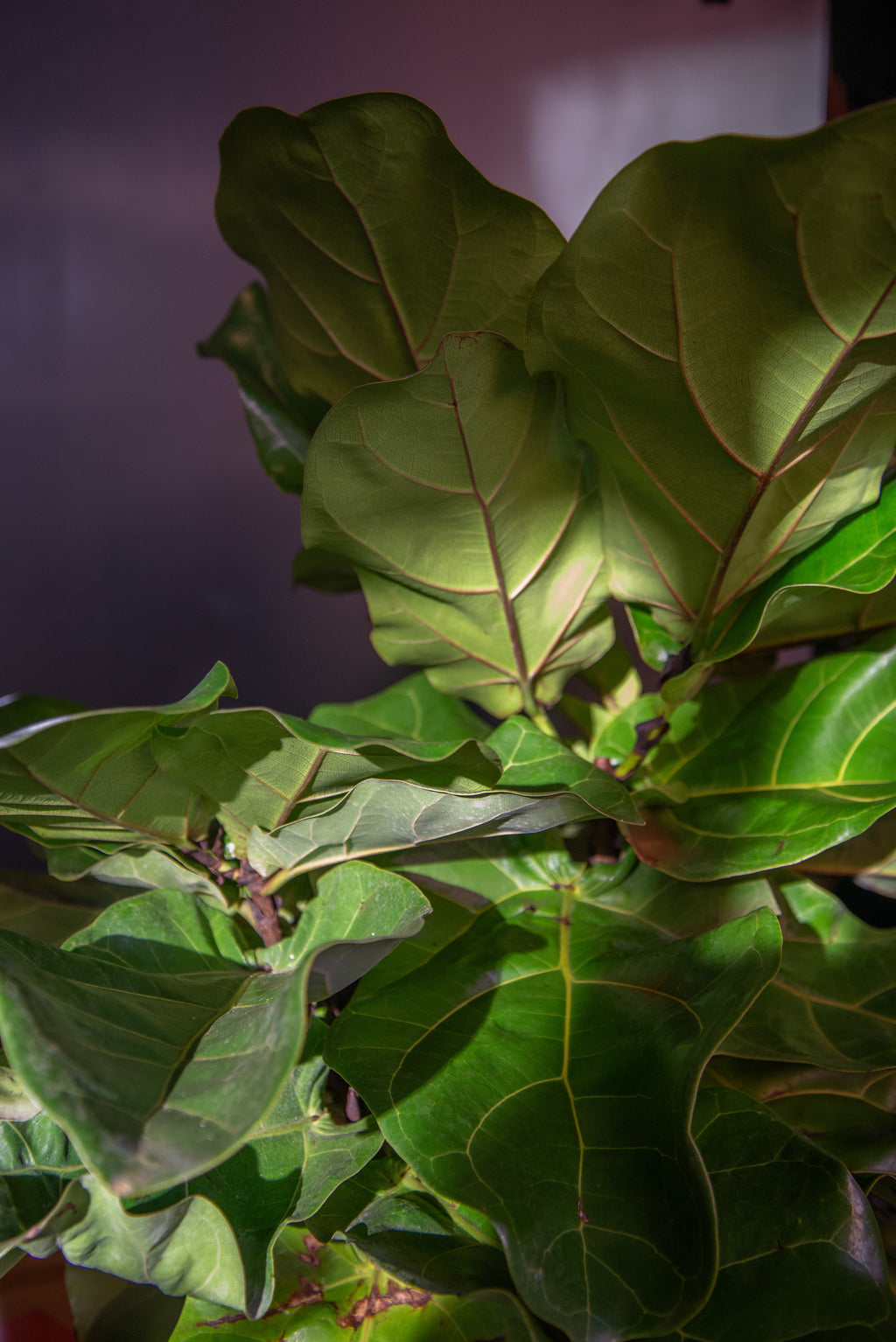 Ficus Lyrata "Fiddle Leaf Fig