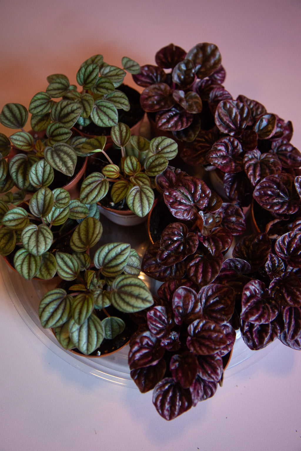 Peperomia