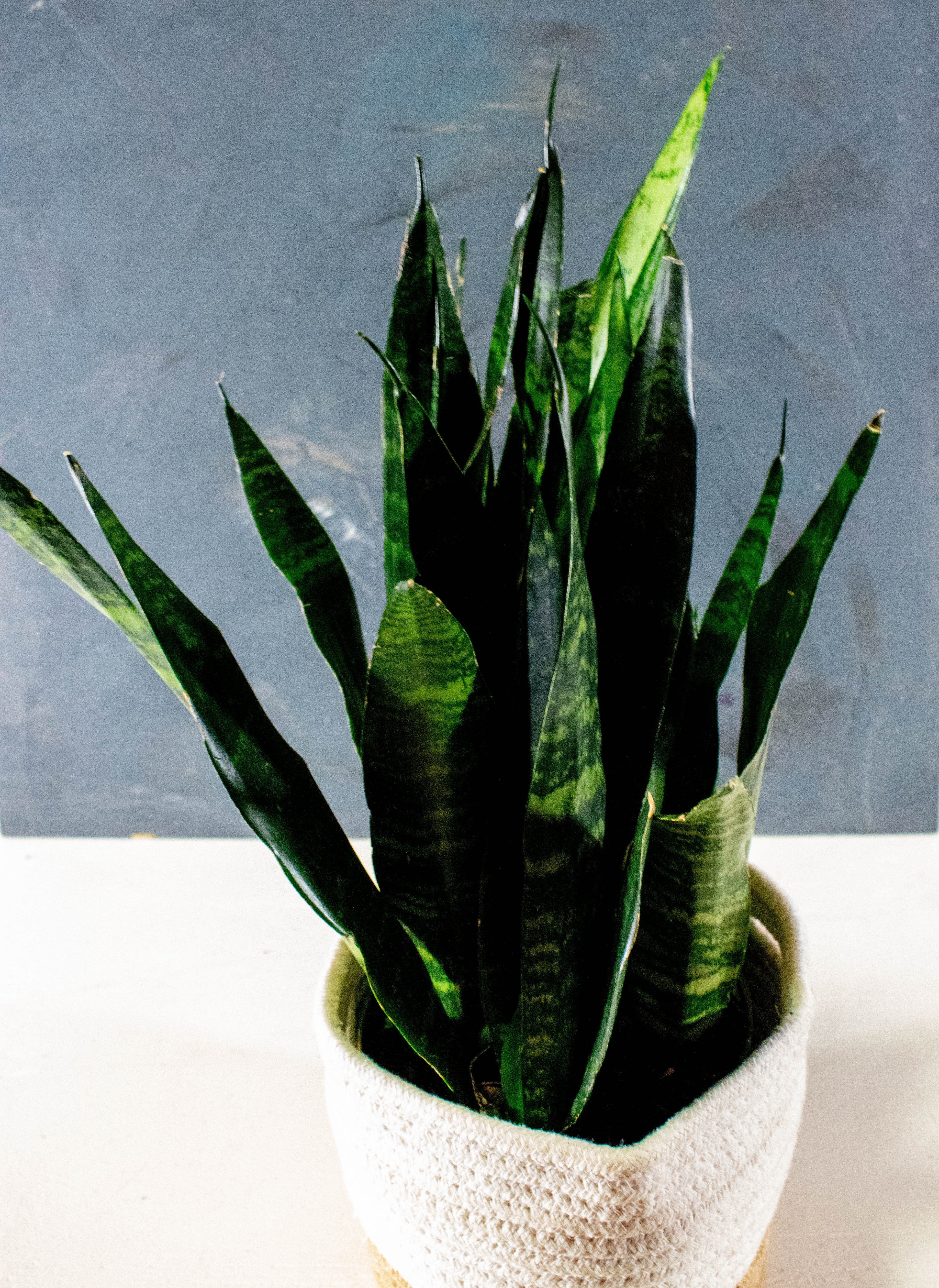 Sansevieria Black Coral
