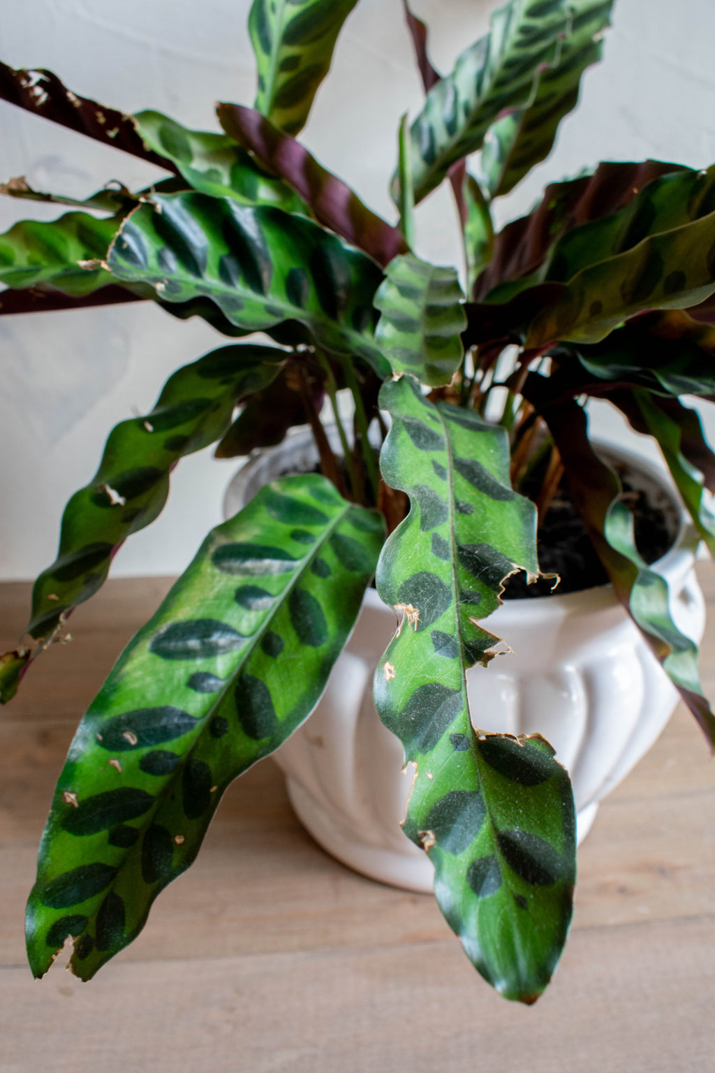 Calathea