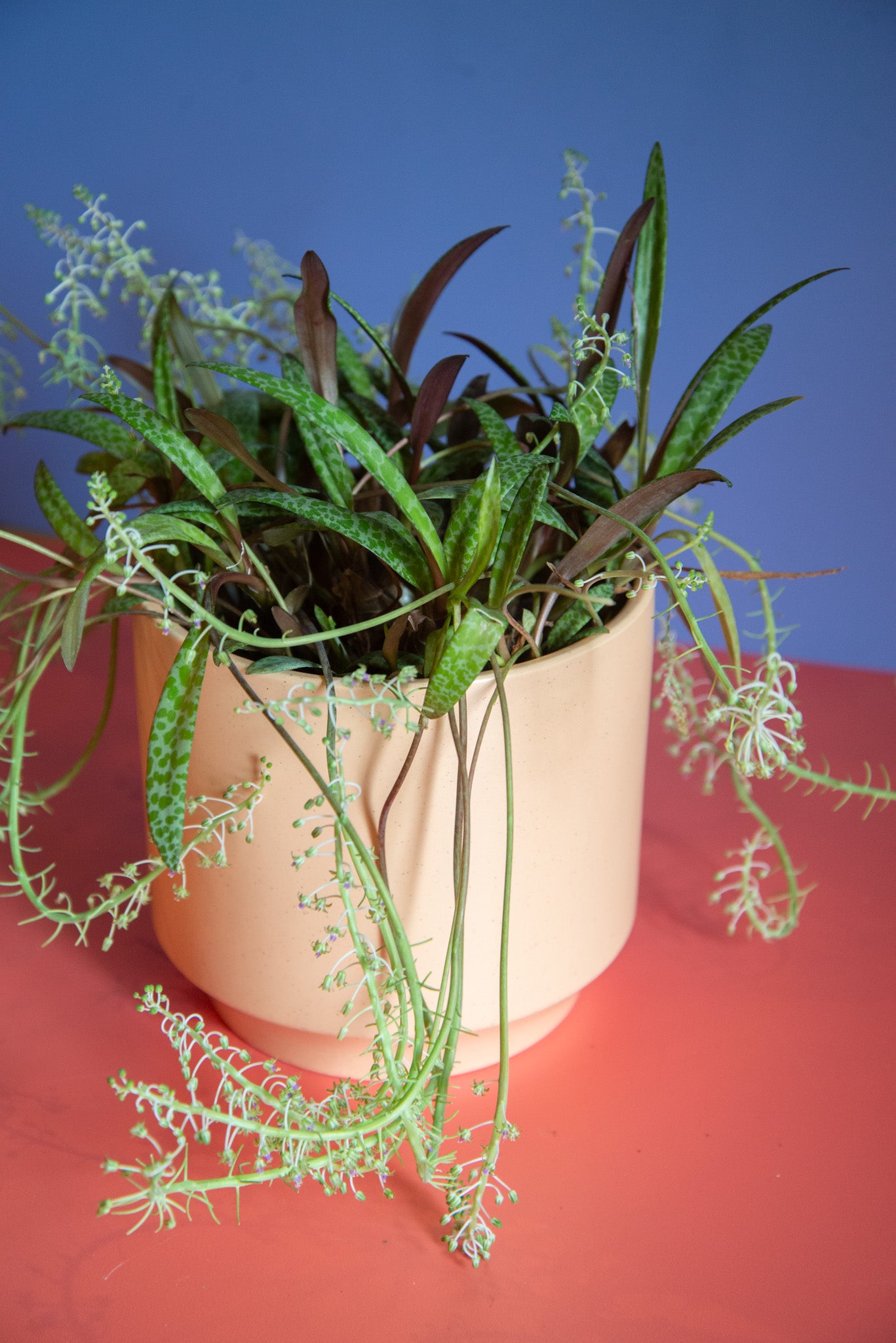 Scilla Violacea "Leopard Lily"