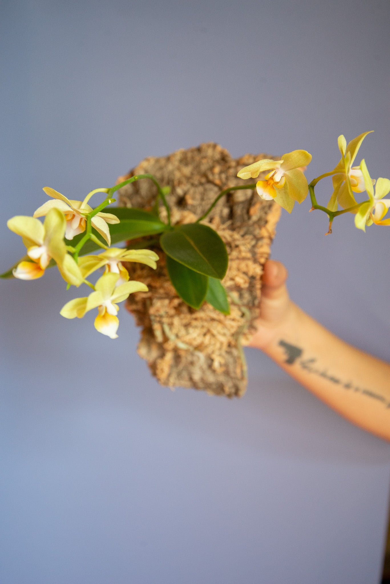 Mounted Orchids and Mexican Wine