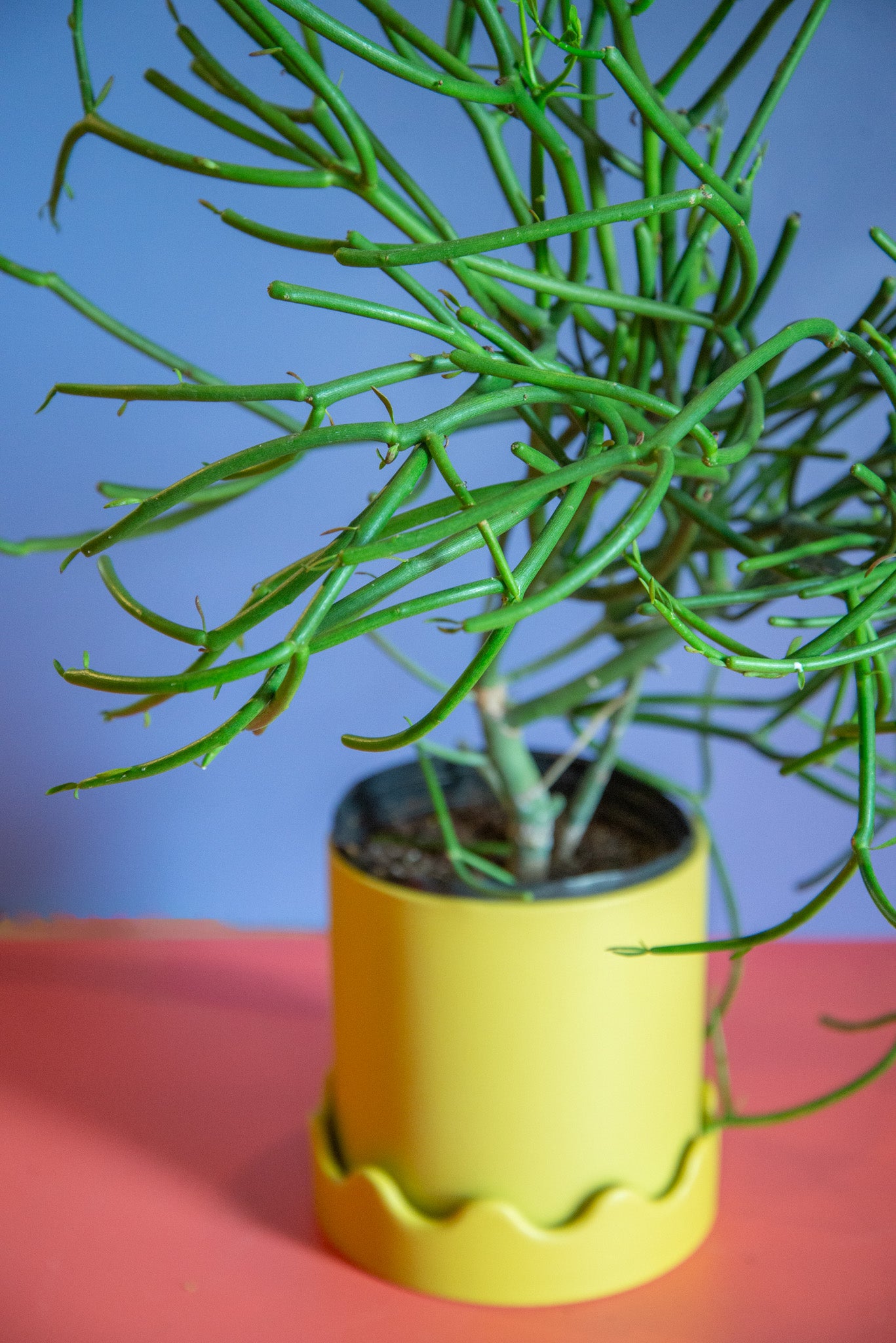 Euphorbia Pencil Cactus