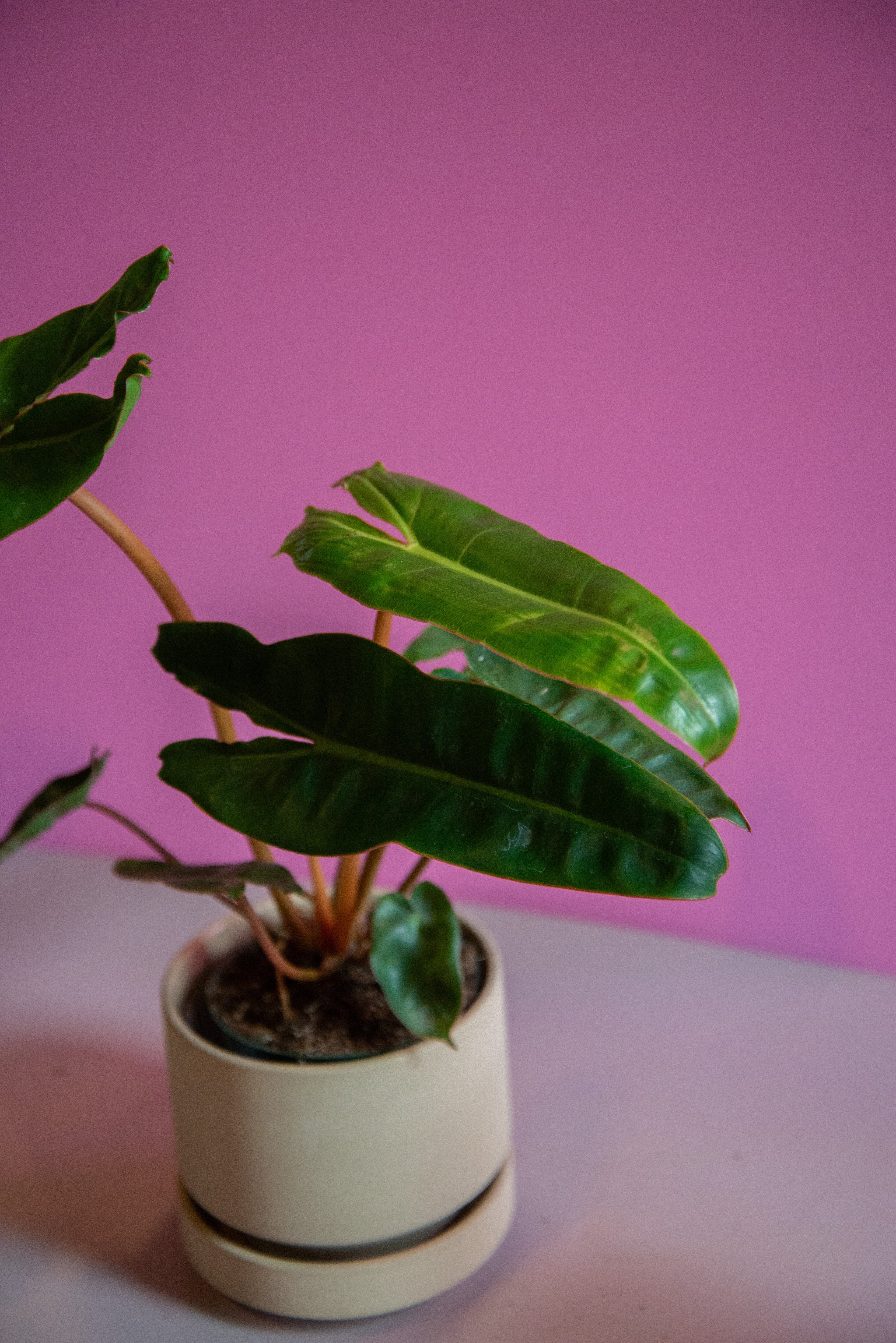 Philodendron Billietae