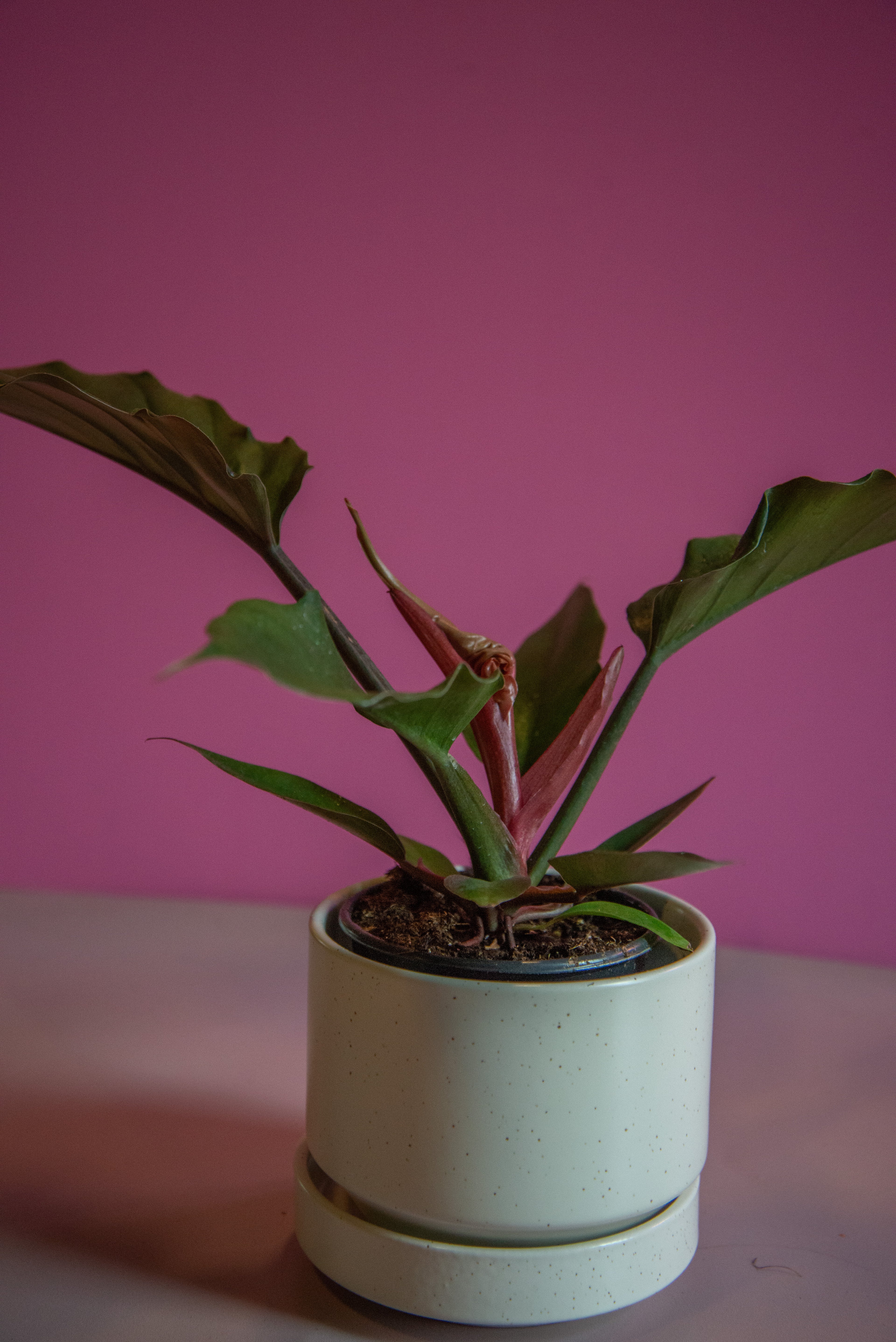 Philodendron Chocolate Empress