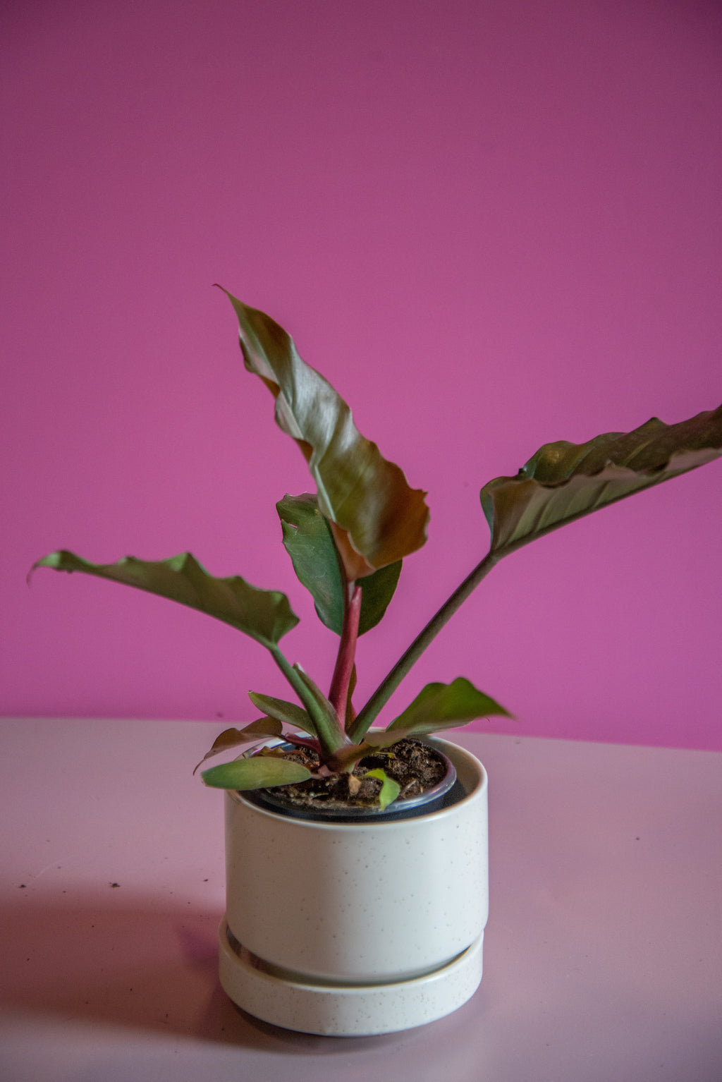 Philodendron Chocolate Empress