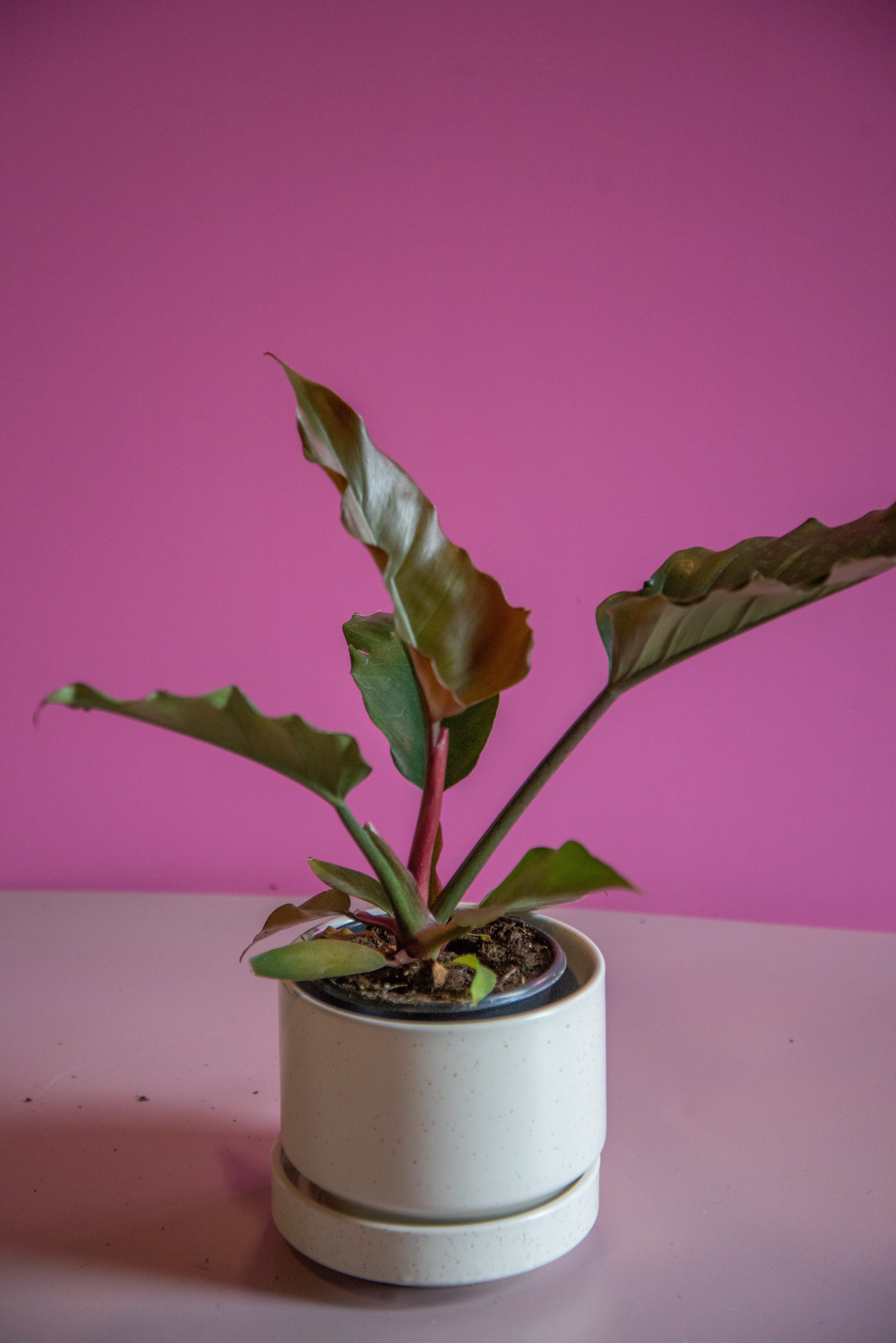 Philodendron Chocolate Empress