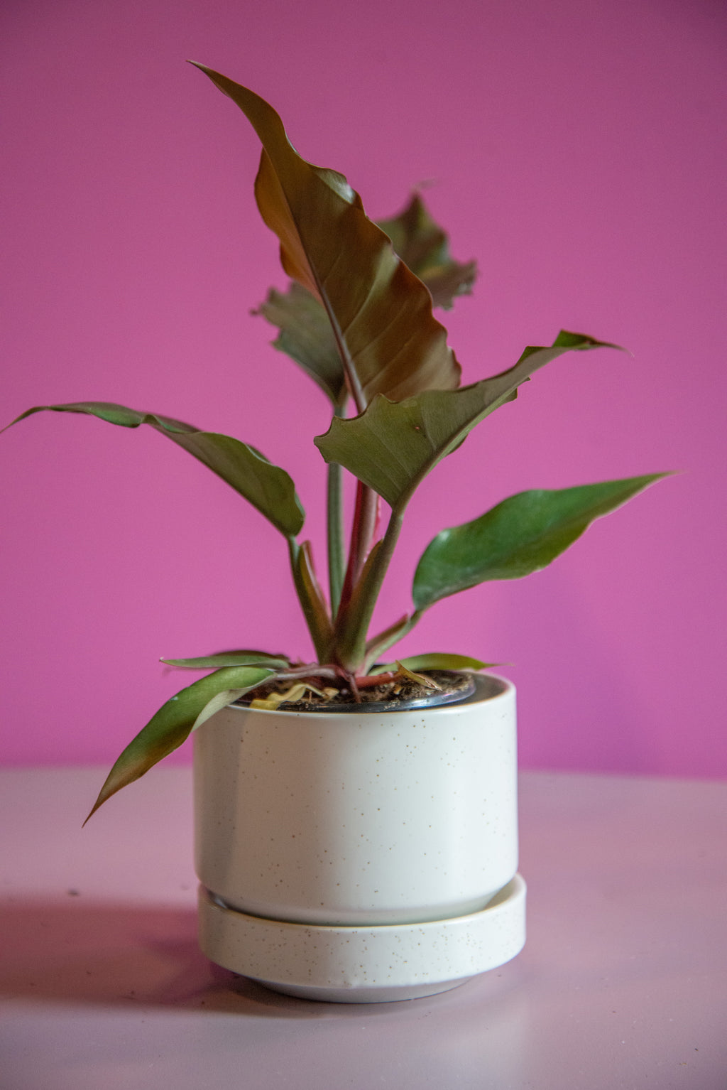 Philodendron Chocolate Empress