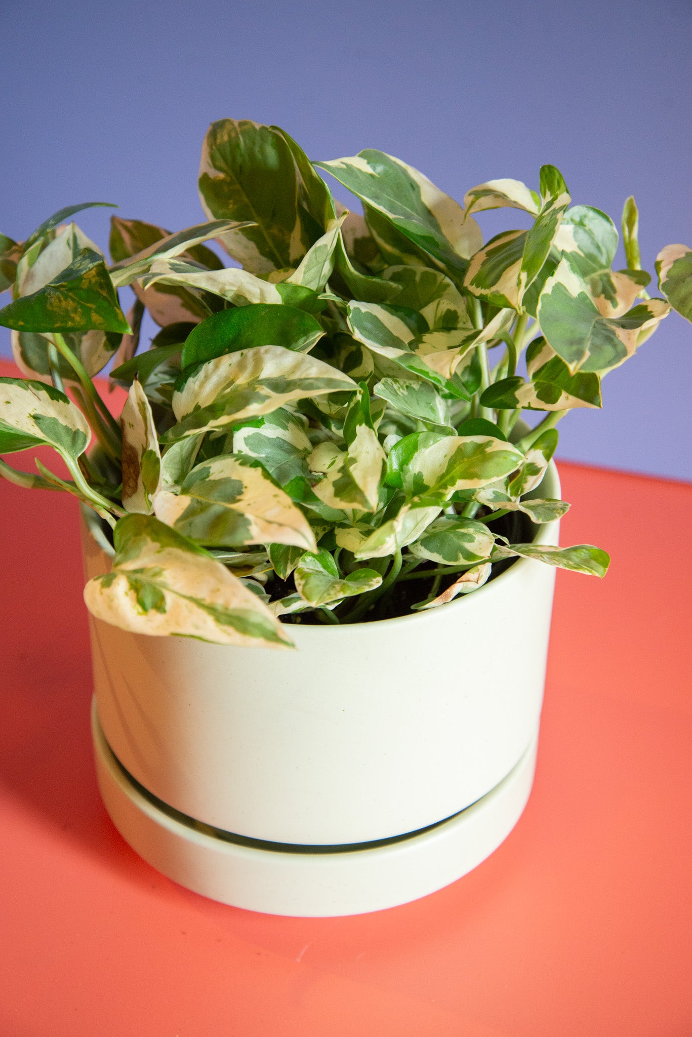 Pothos Pearls + Jade