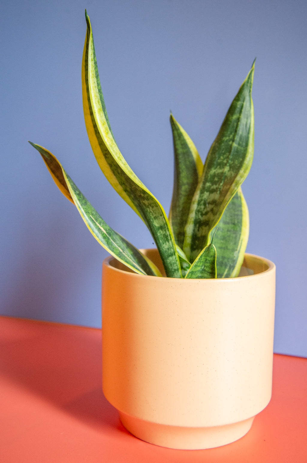 Sansevieria Laurentii
