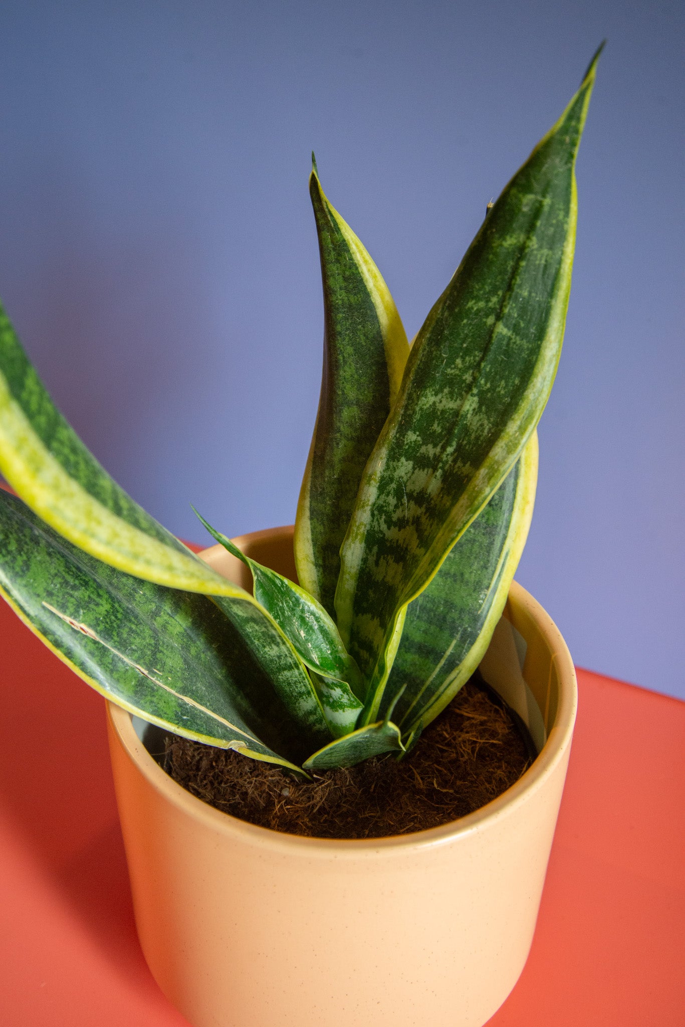 Sansevieria Laurentii