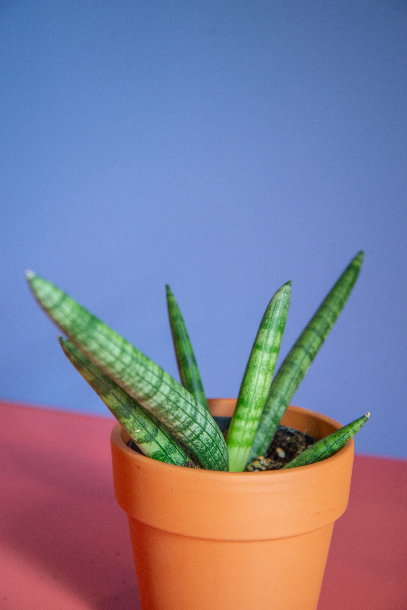 Sansevieria Starfish