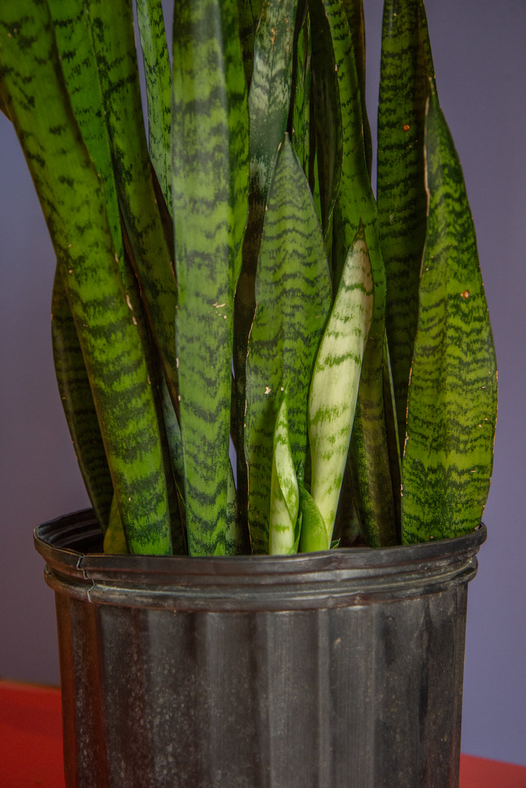 Sansevieria Zeylanica