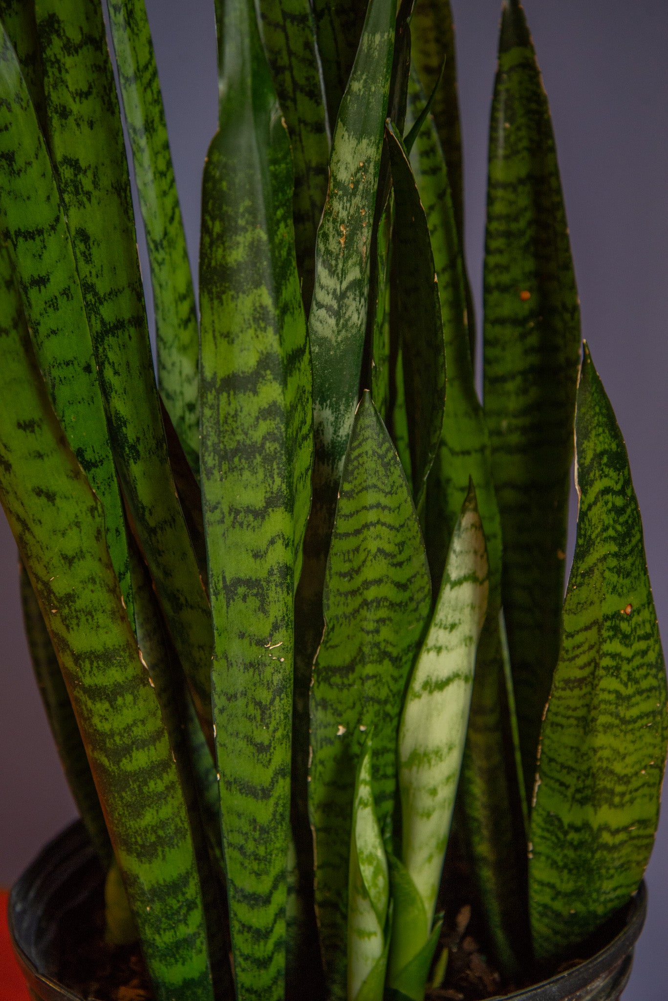 Sansevieria Zeylanica