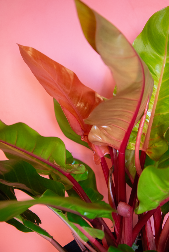 Philodendron Prince Of Orange