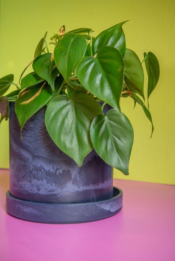 Philodendron Cordatum