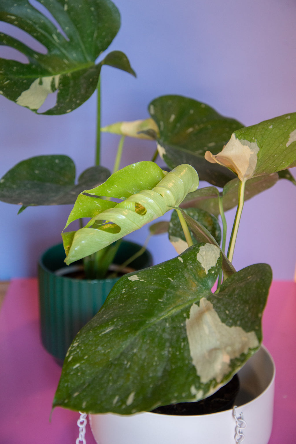 Monstera Thai Constellation