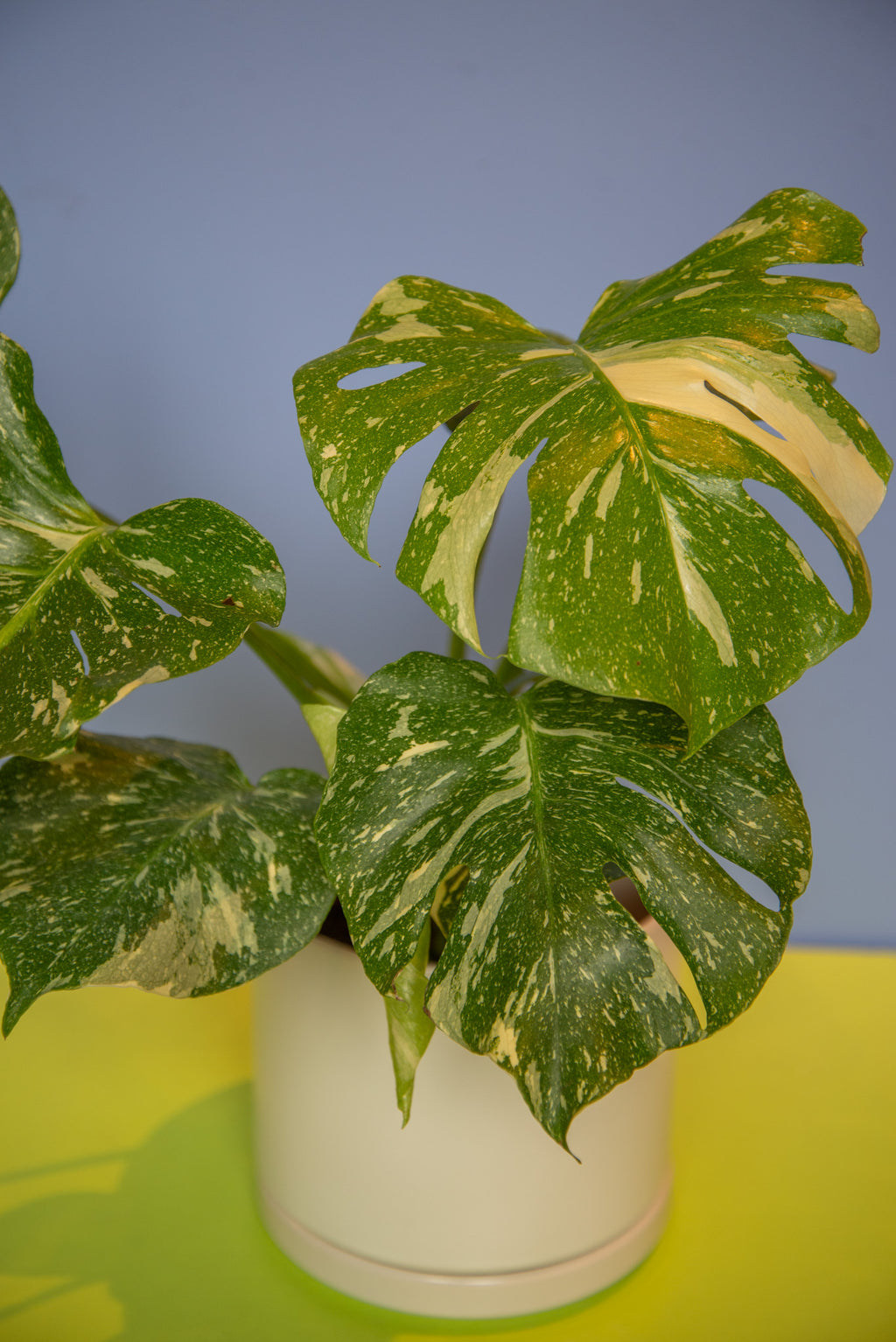 Monstera Thai Constellation