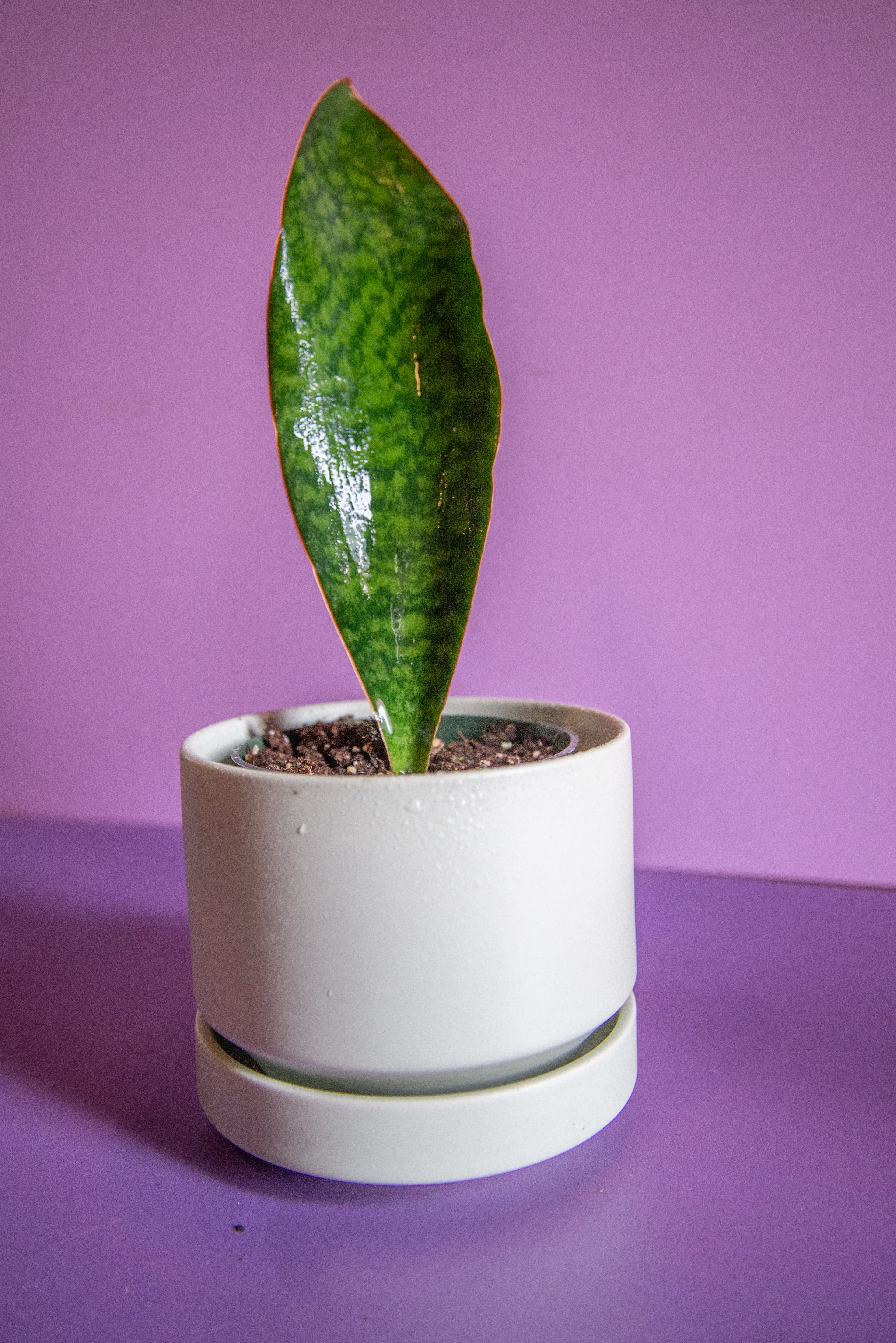 Sansevieria Whale Fin
