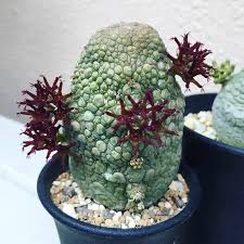 4" pseudolithos migurtinos