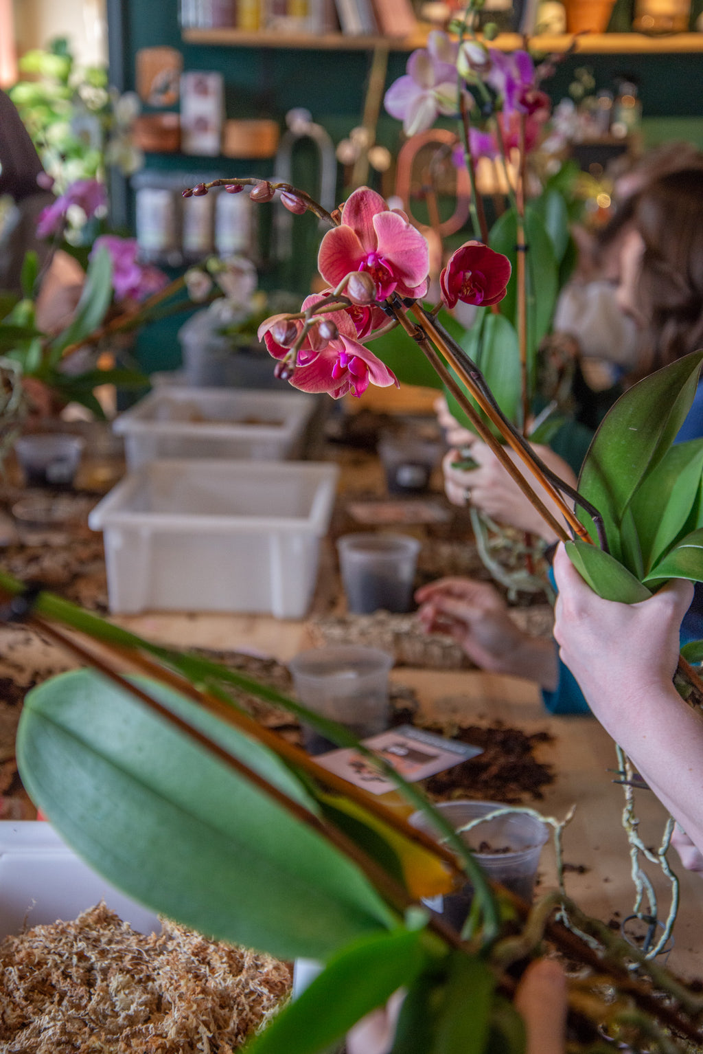 Mounted Orchids and Mexican Wine