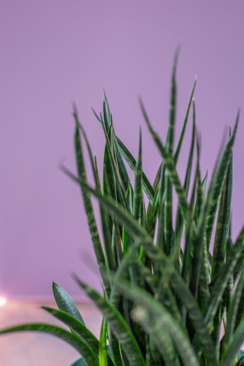 Sansevieria Fernwood Mikado