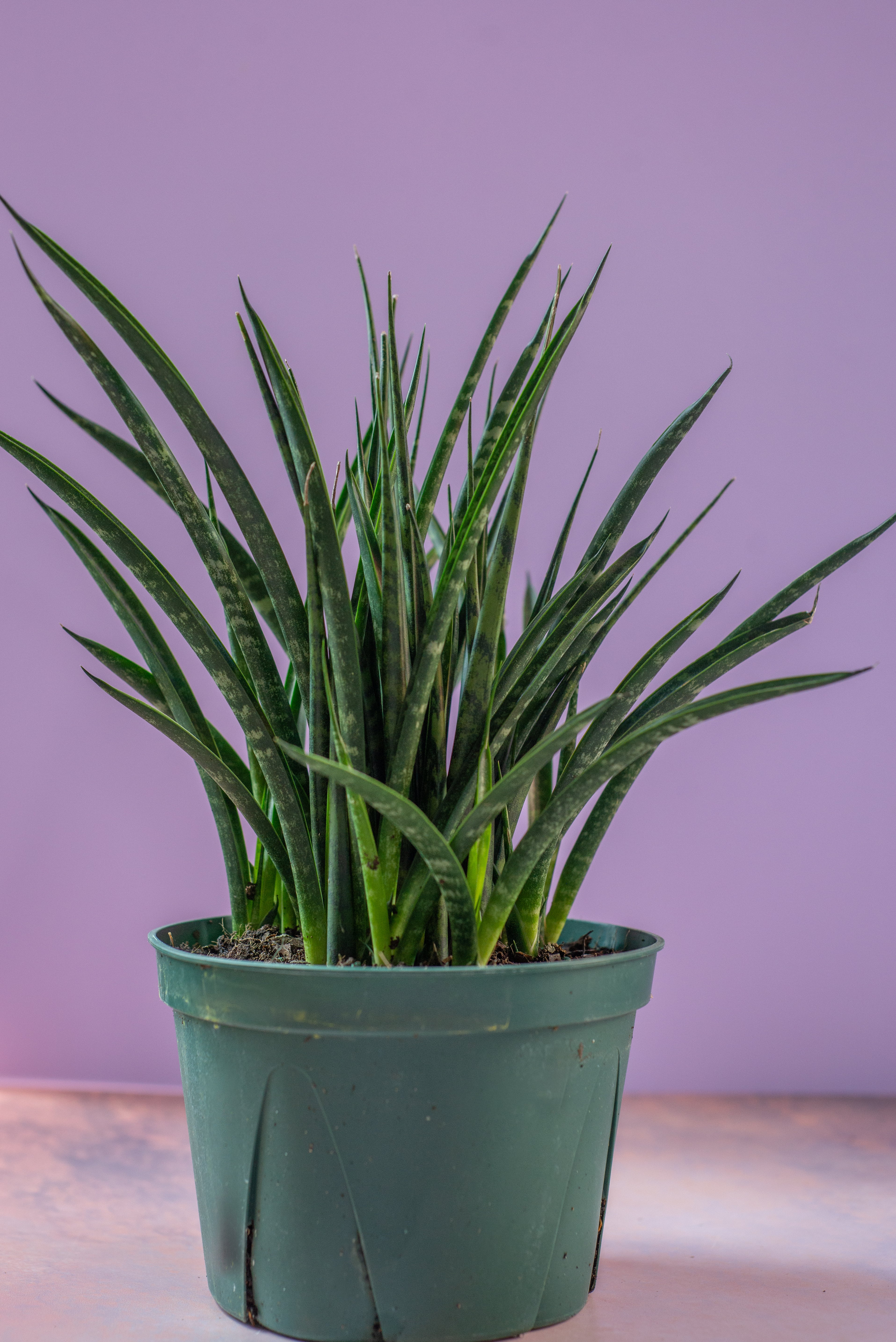 Sansevieria Fernwood Mikado
