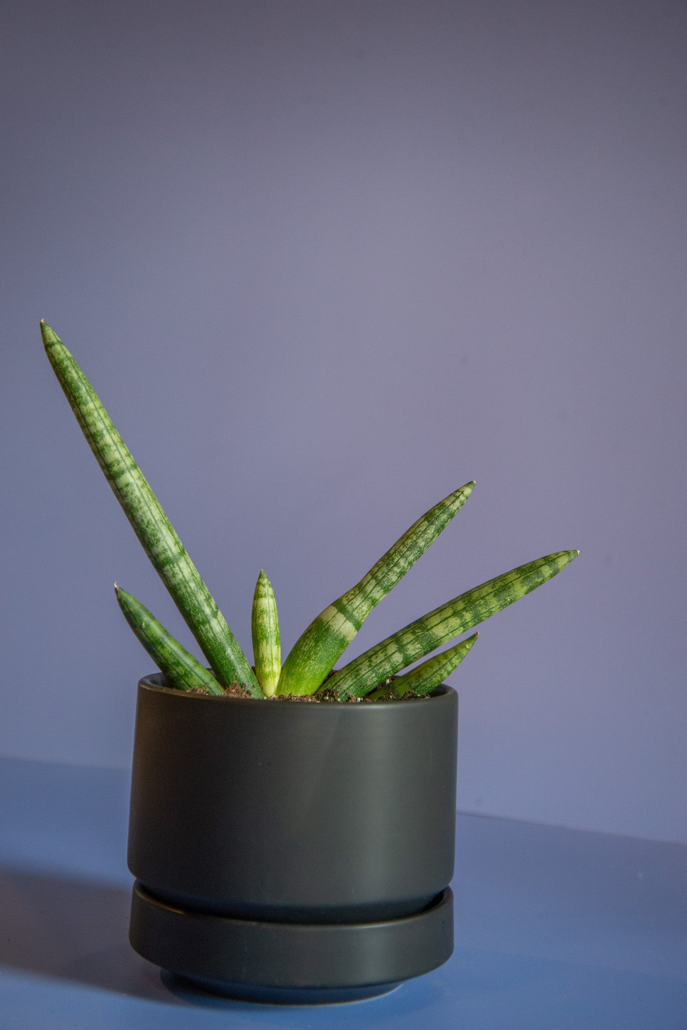 Sansevieria Starfish