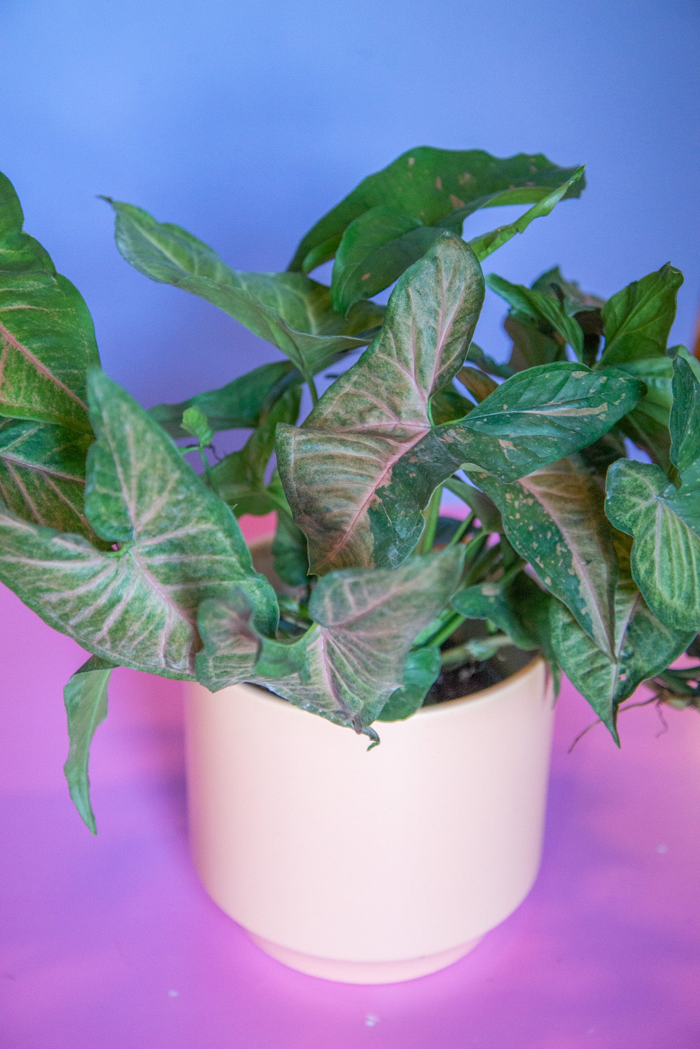 Syngonium
