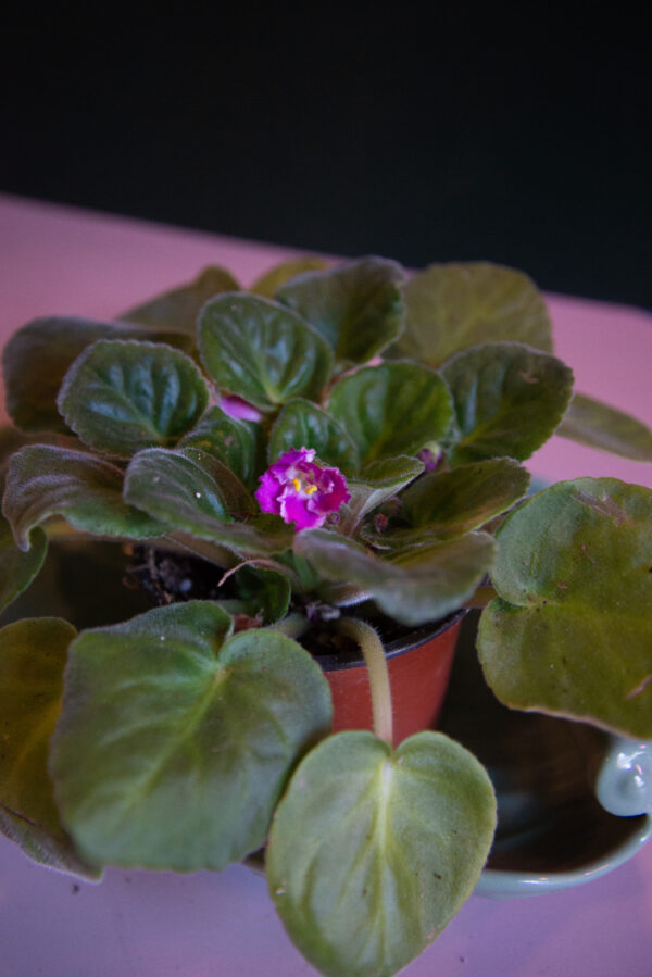 African Violet 4"