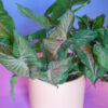 Syngonium Pink Splash - Image 3