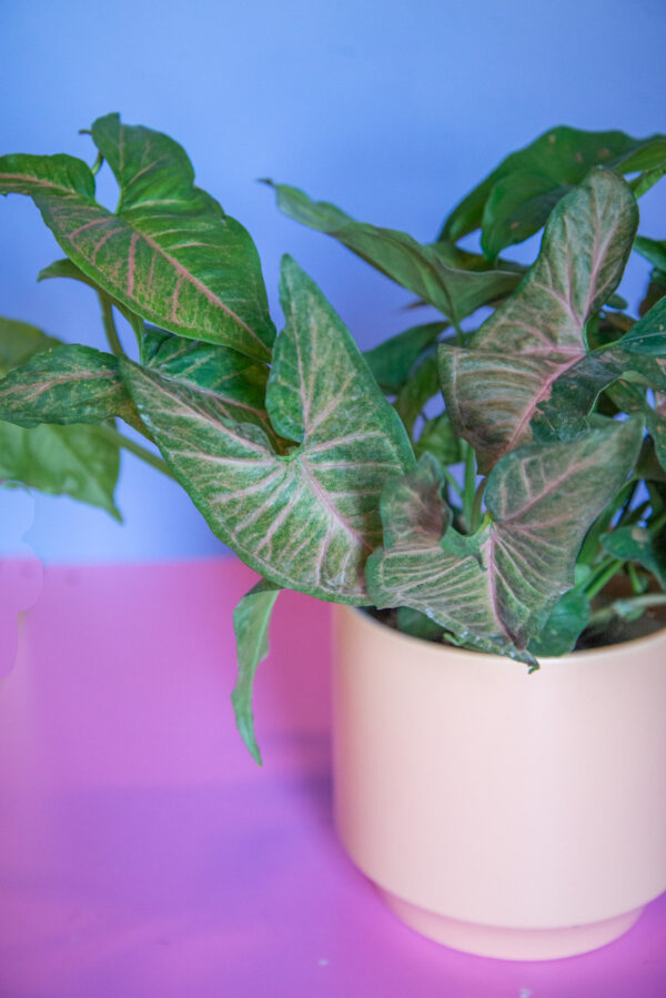 Syngonium Pink Splash