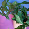 Syngonium Pink Splash - Image 2