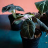 Alocasia Black Velvet - Image 2